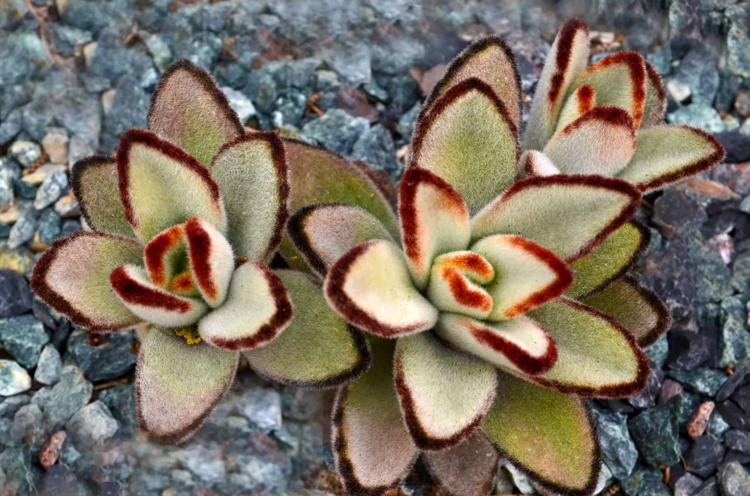 Kalanchoe tomentosa (Panda Plant)