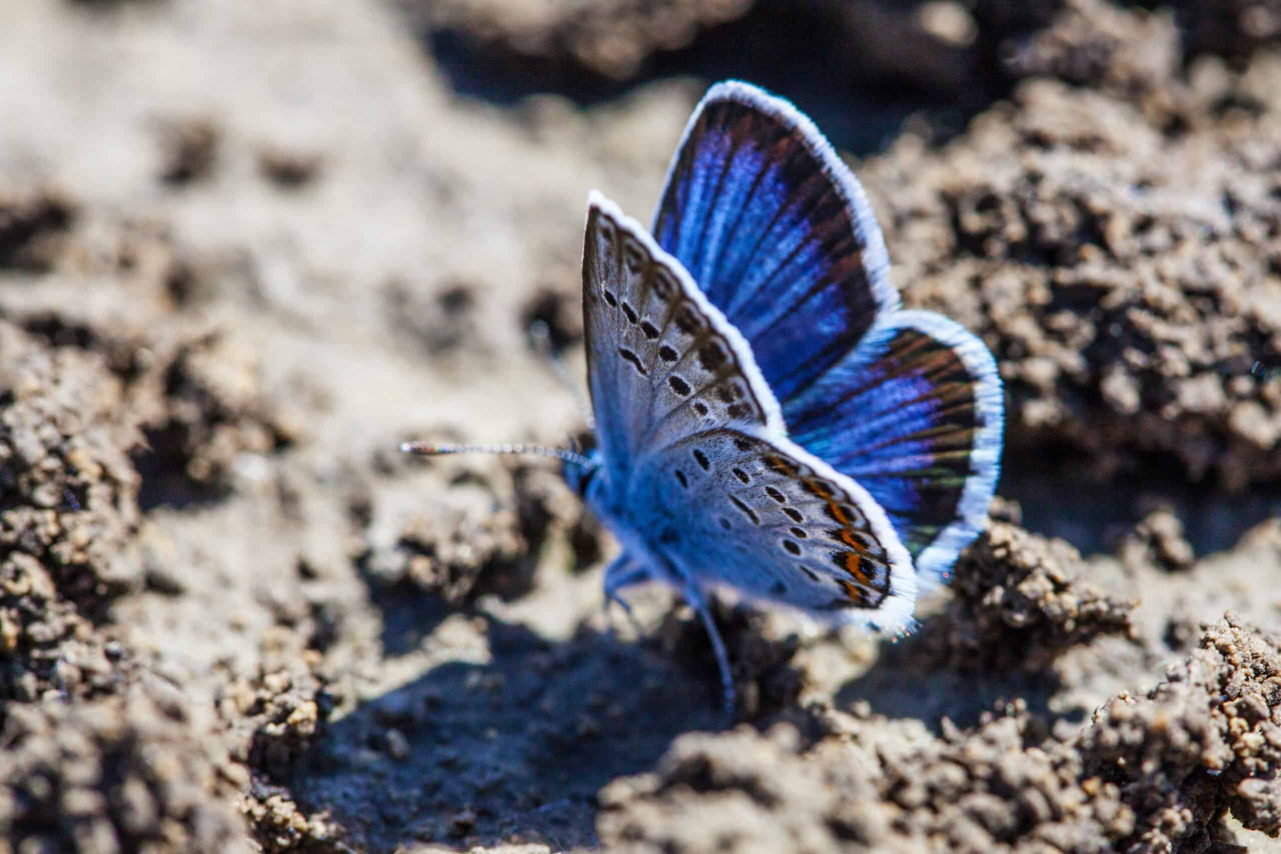 Karner Blue Butterfly