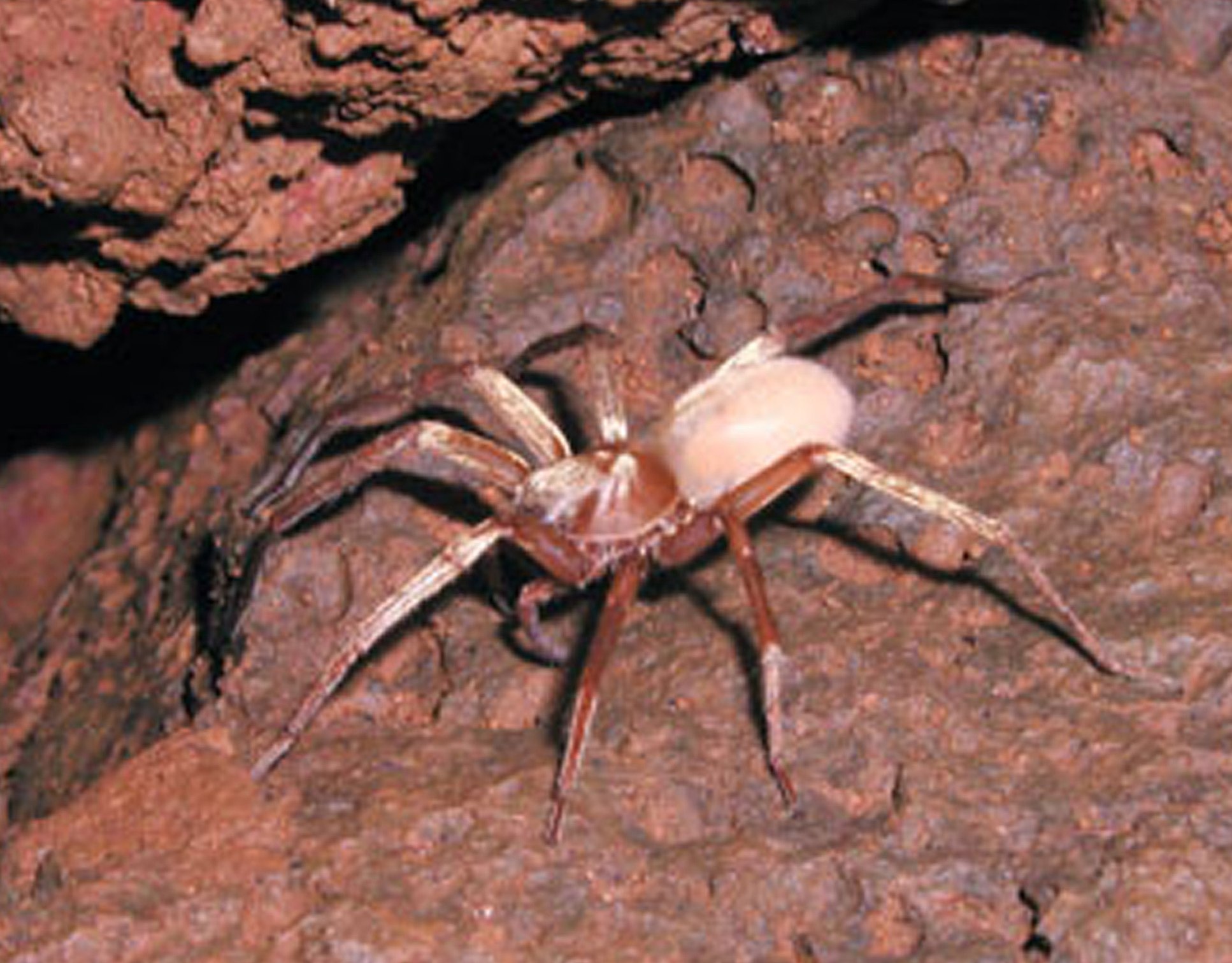 Kaua'i Cave Wolf Spider (Adelocosa anops)