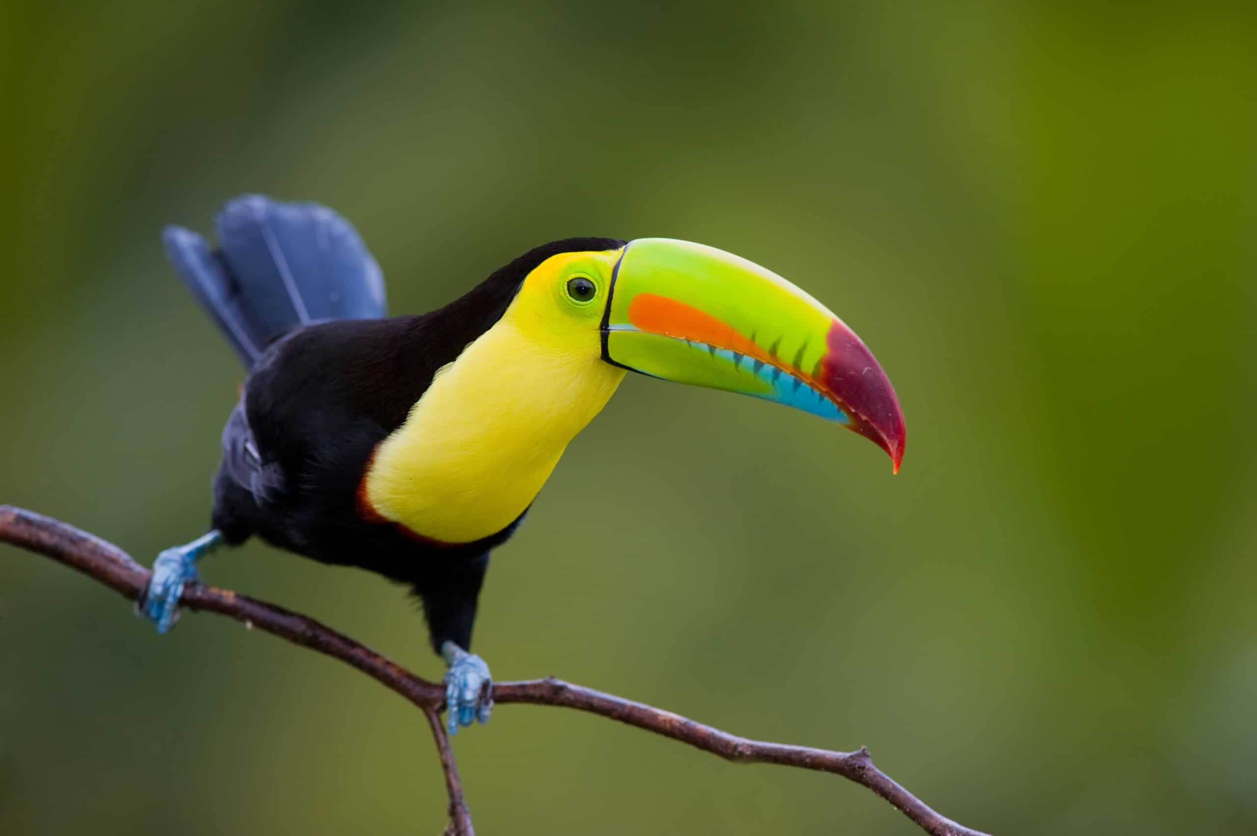 Keel-Billed Toucan