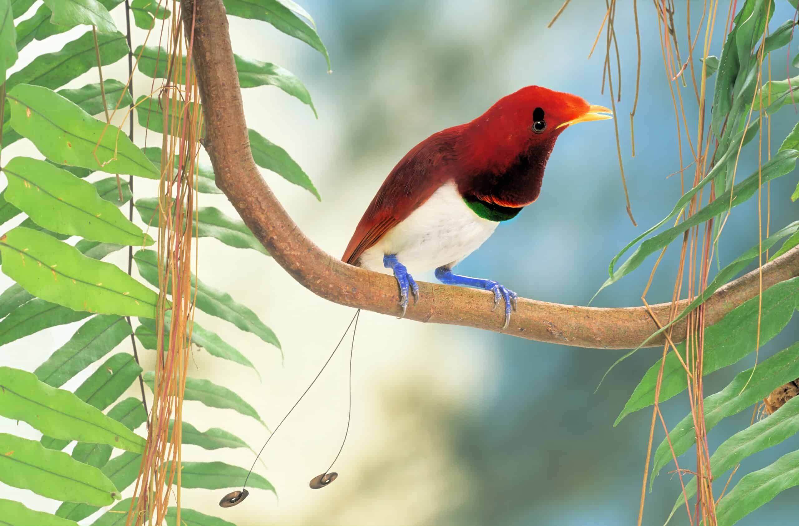 King Bird-of-Paradise