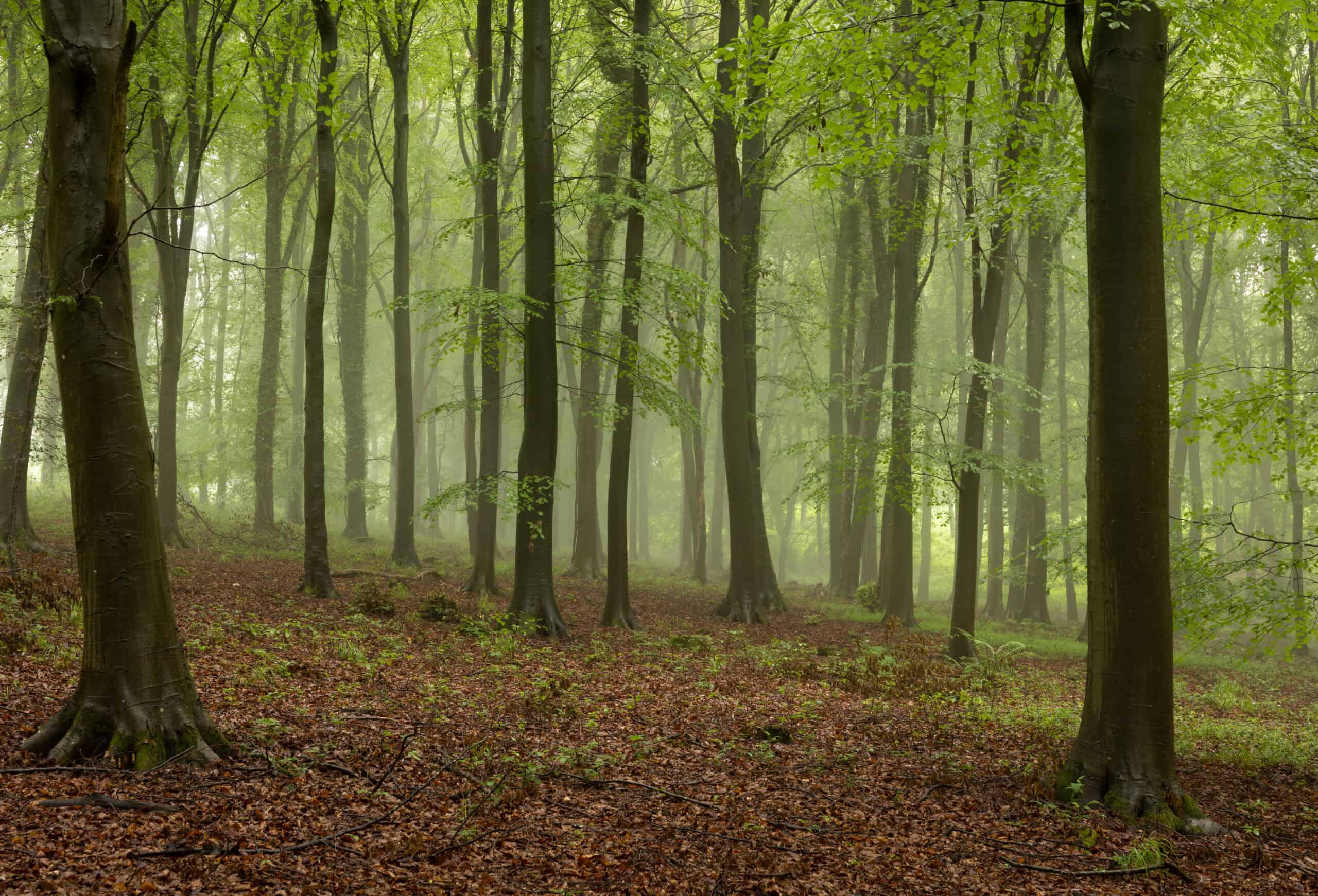 Kingley Vale, England