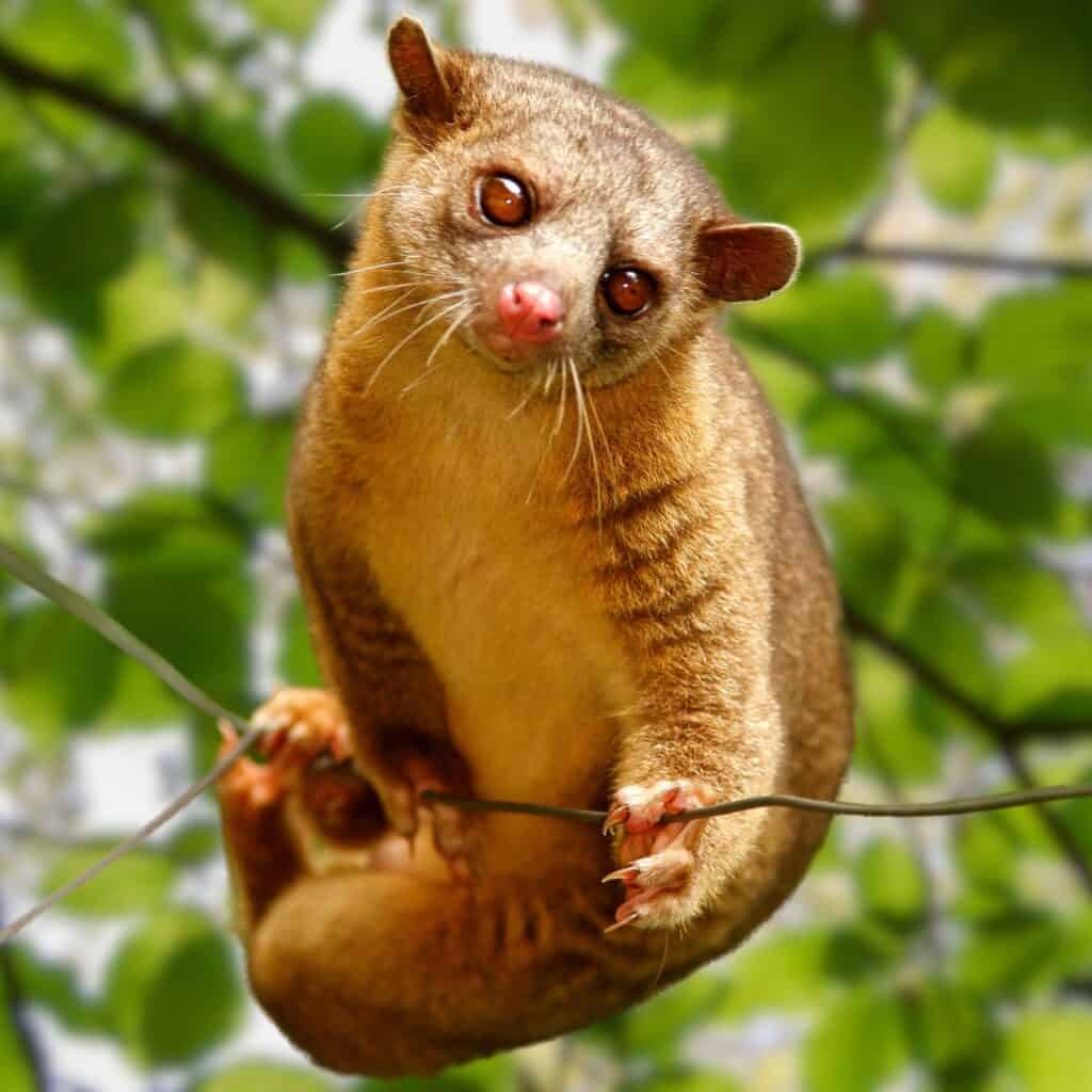 Kinkajou