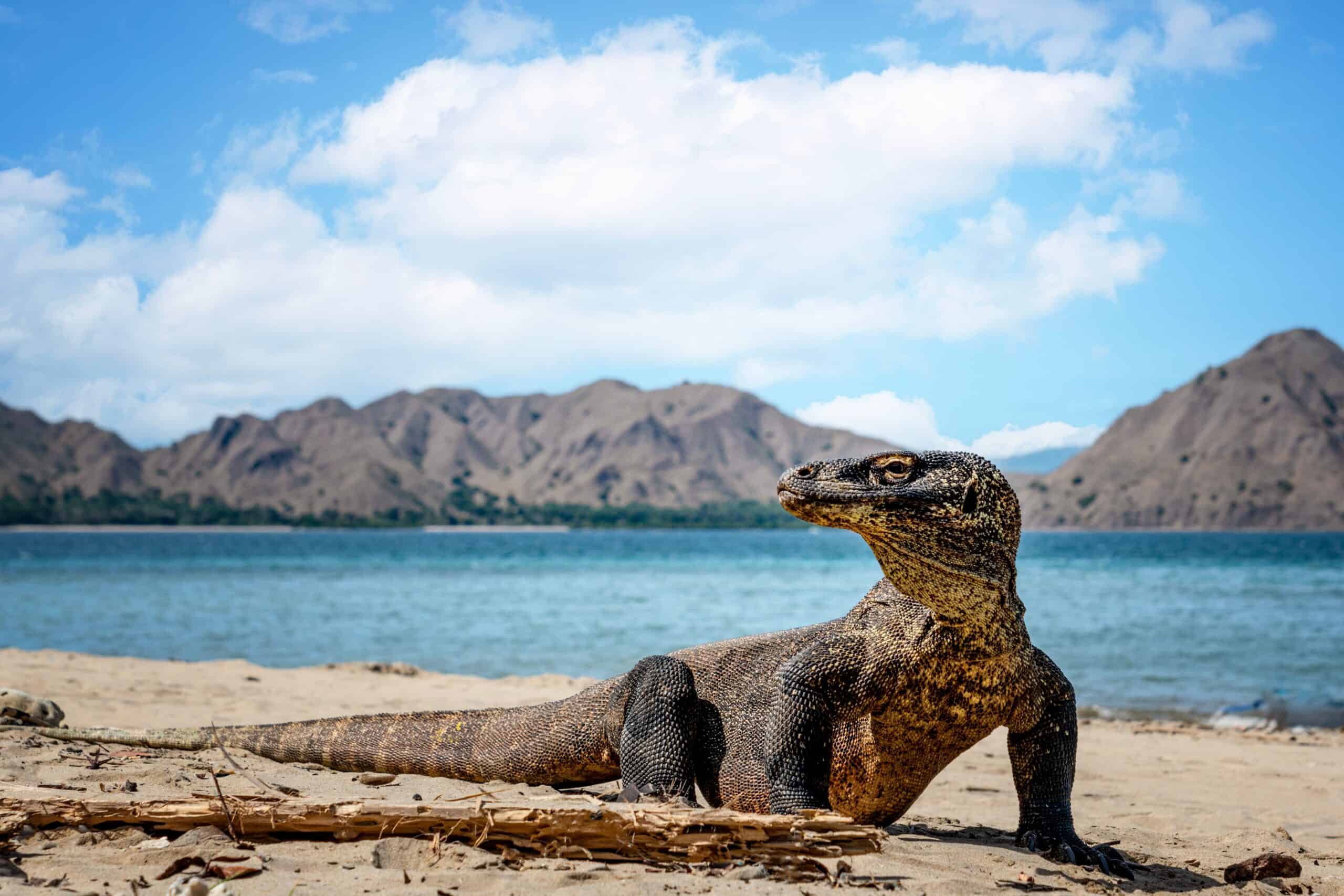 Komodo Island, Indonesia