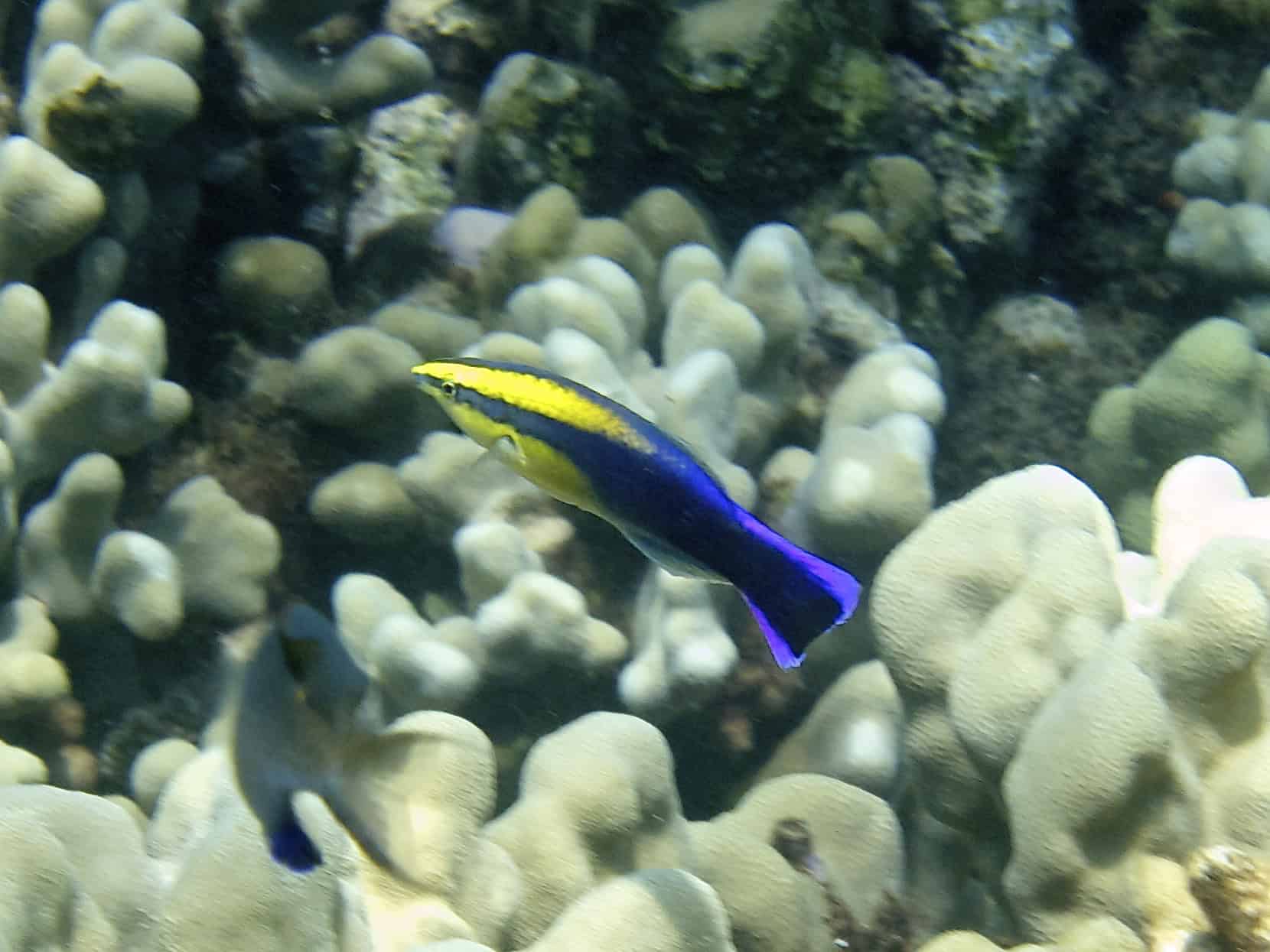 Hawaiian Cleaner Wrasse