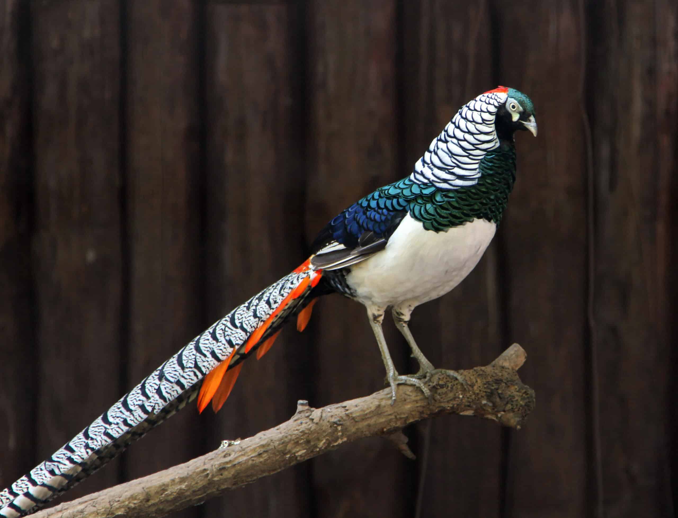 Lady Amherst's Pheasant