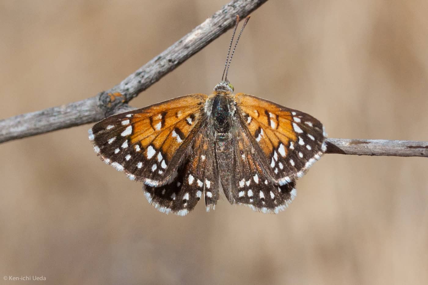 Lange's Metalmark Butterfly