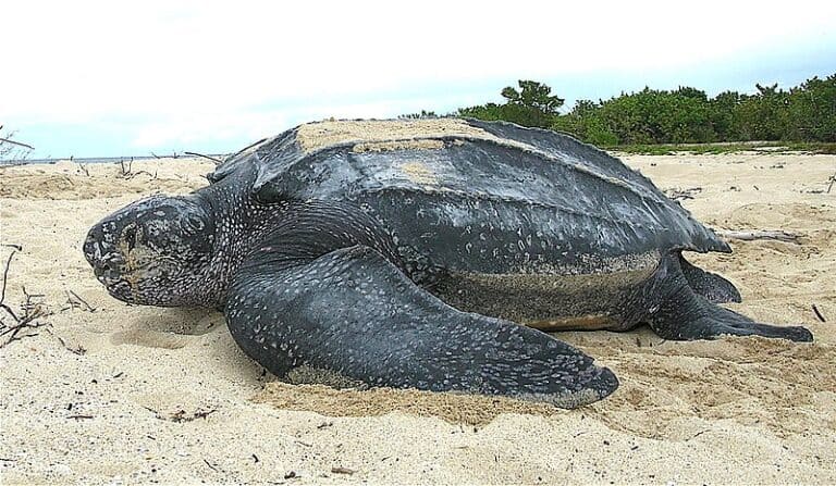 13 Remarkable Animal Migrations Across the Globe - Rarest.org