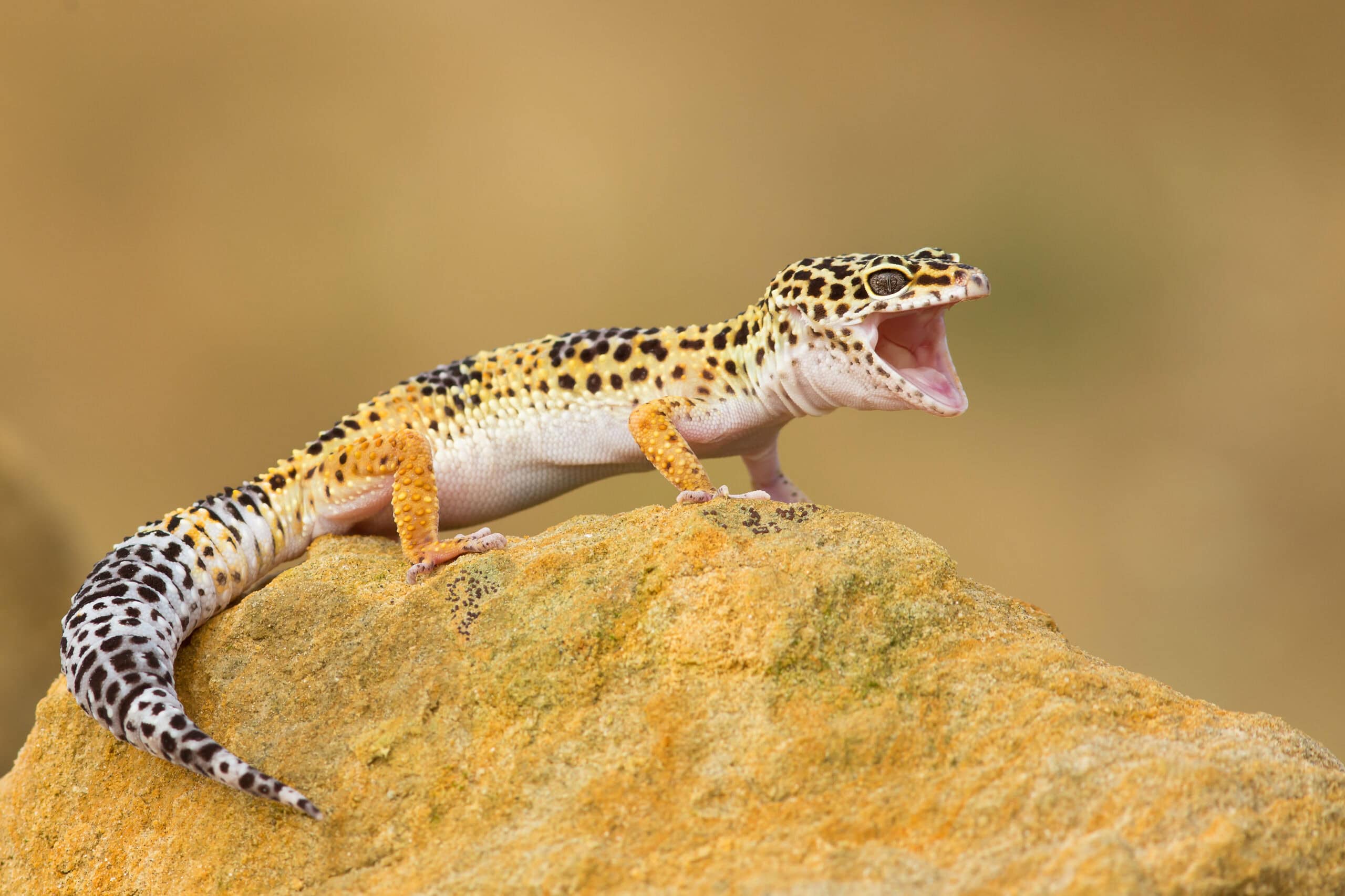 Leopard Gecko (Eublepharis macularius)