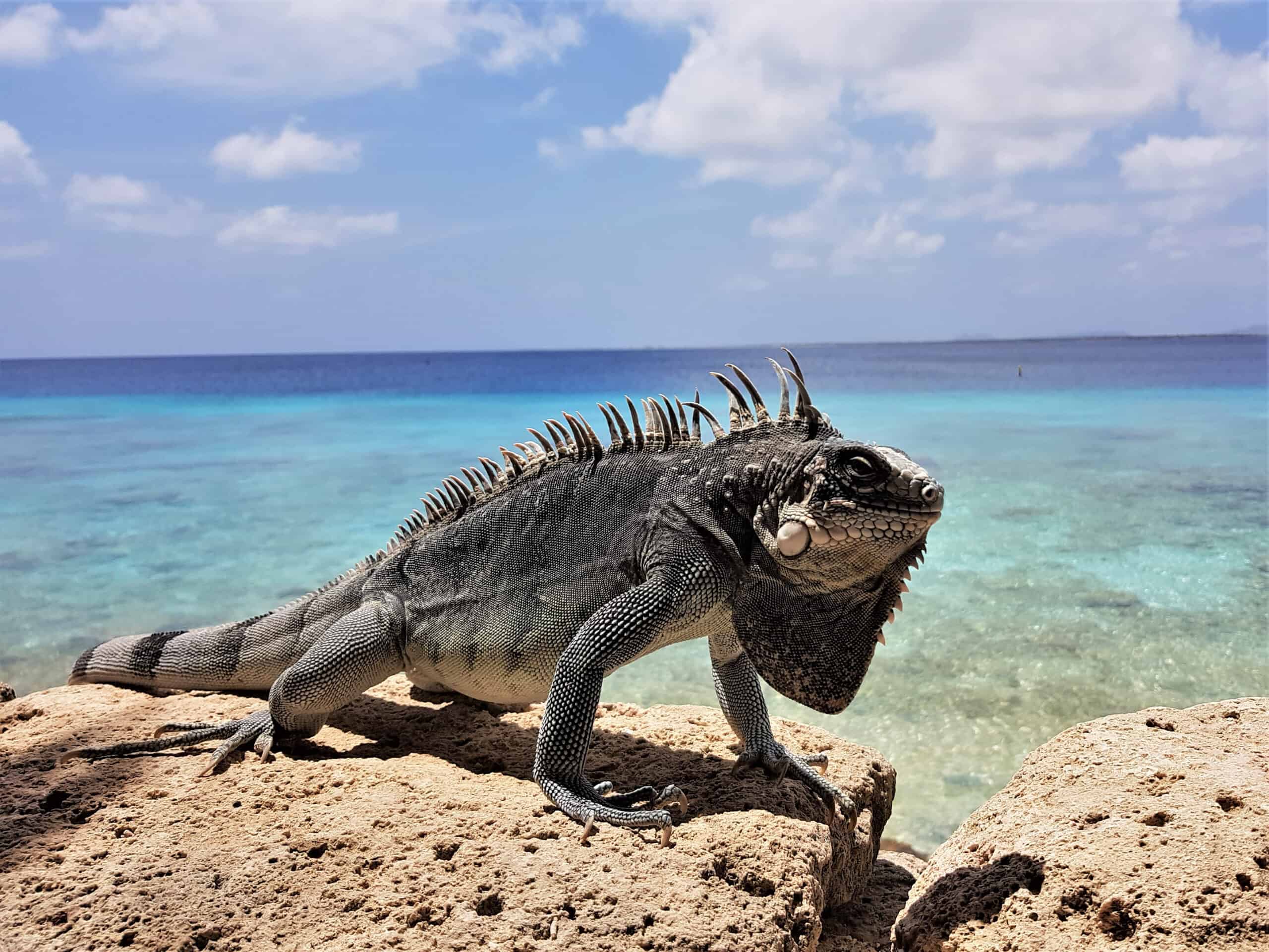 Lesser Antillean Iguana