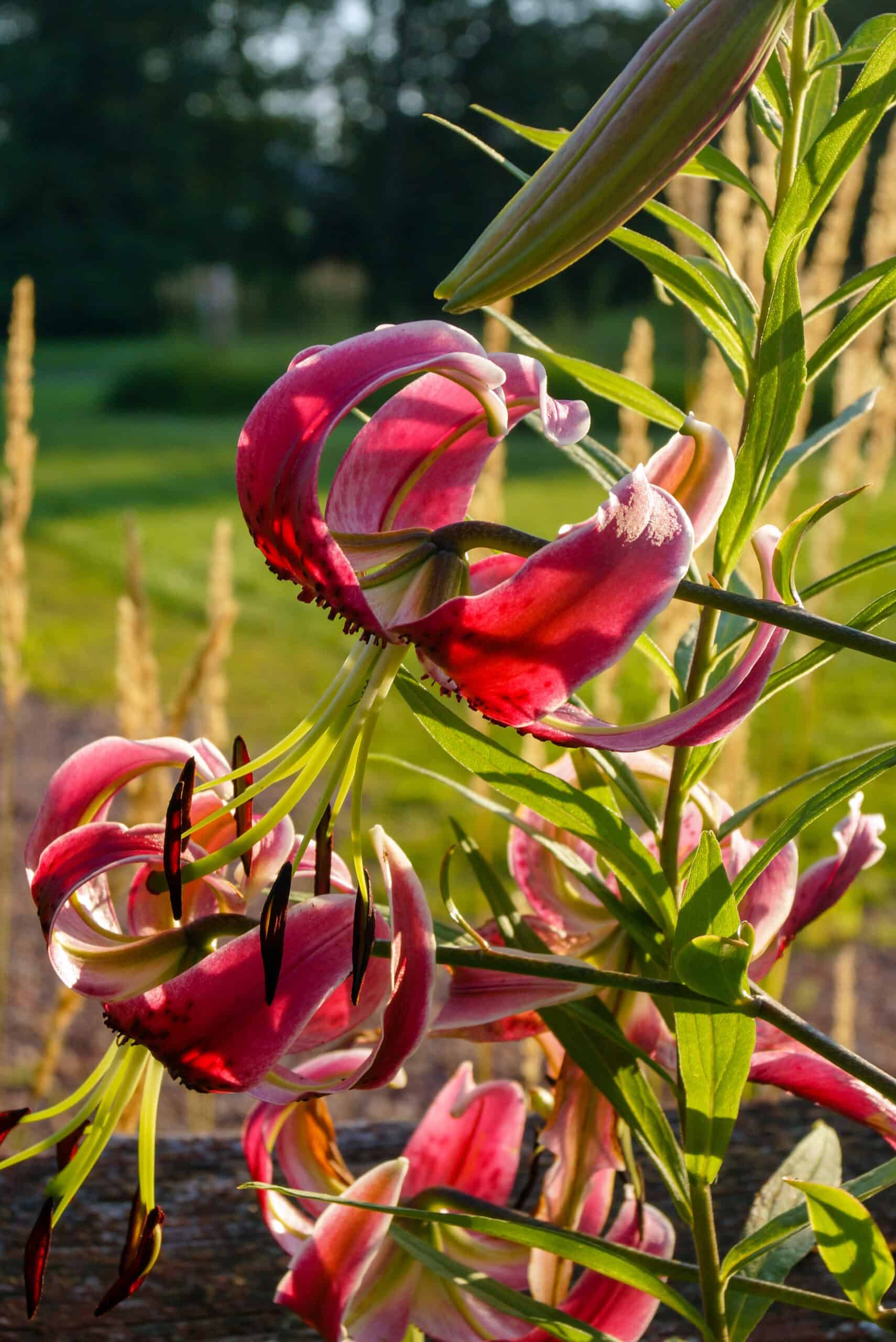 Lilium 'Black Beauty'