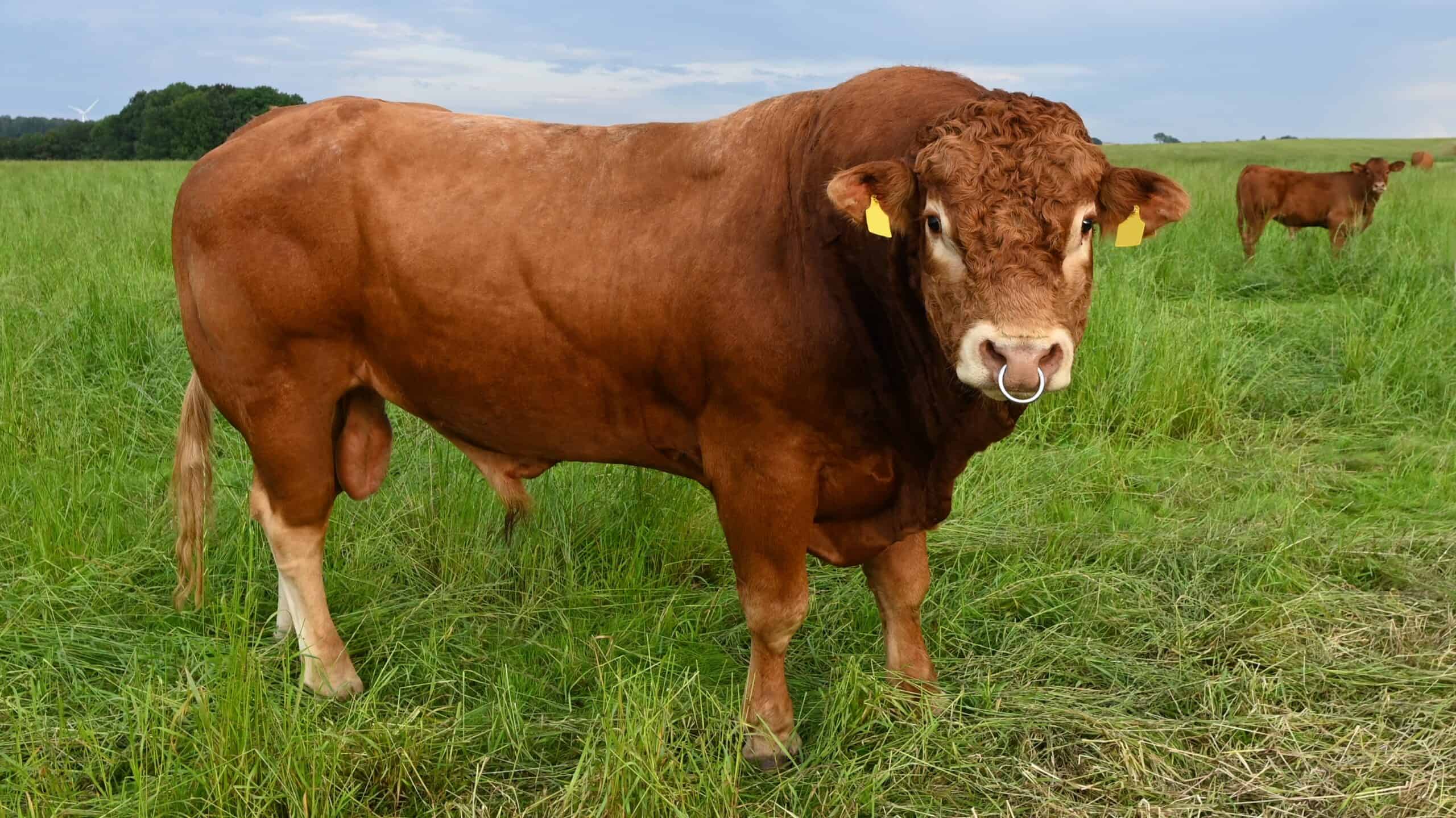 Limousin Cattle