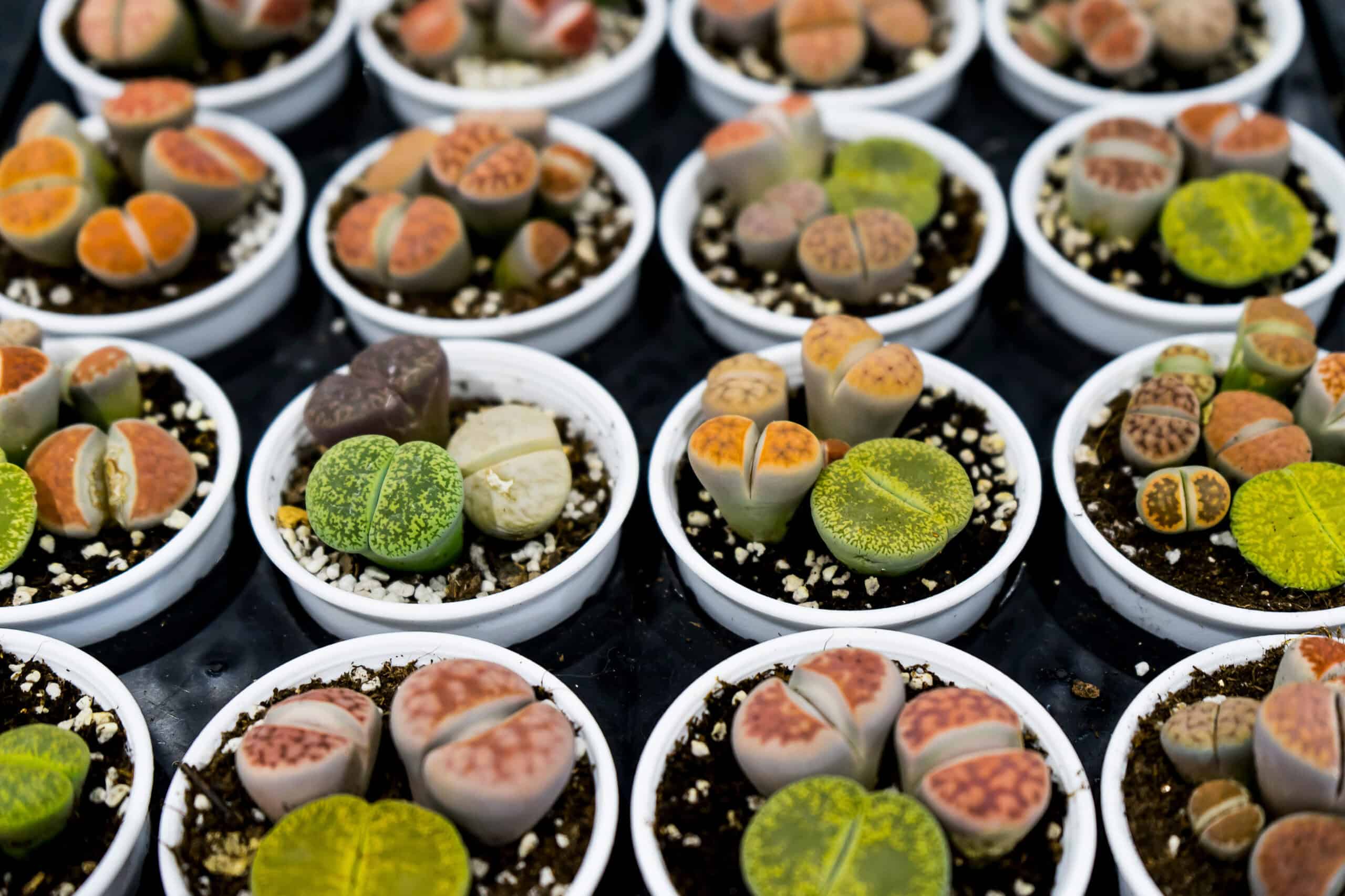 Lithops karasmontana (Living Stones)