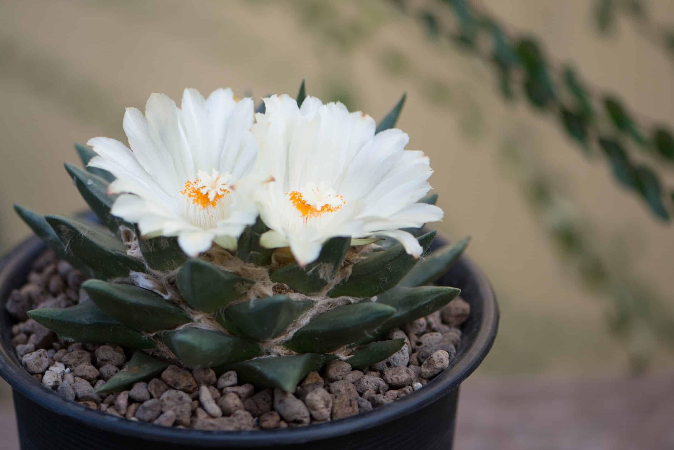 Living Rock (Ariocarpus trigonus)