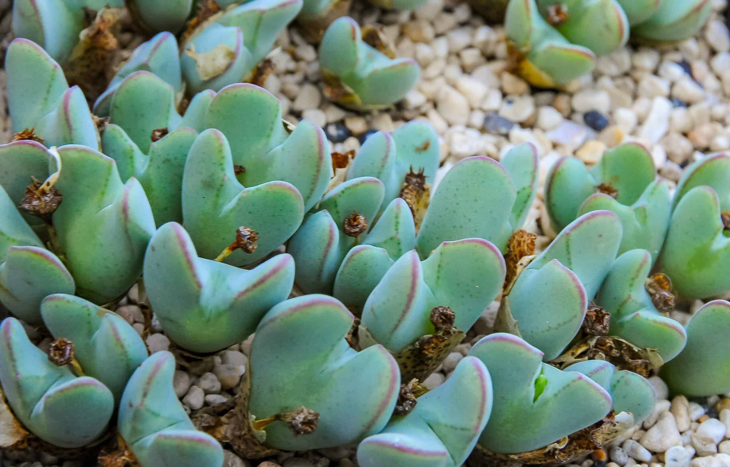 Living Stones (Conophytum bilobum)