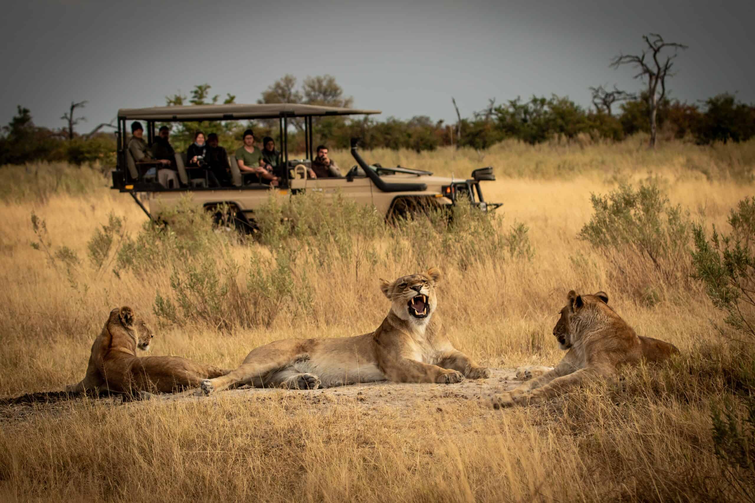 Luxury Safari in Botswana with Wilderness Safaris