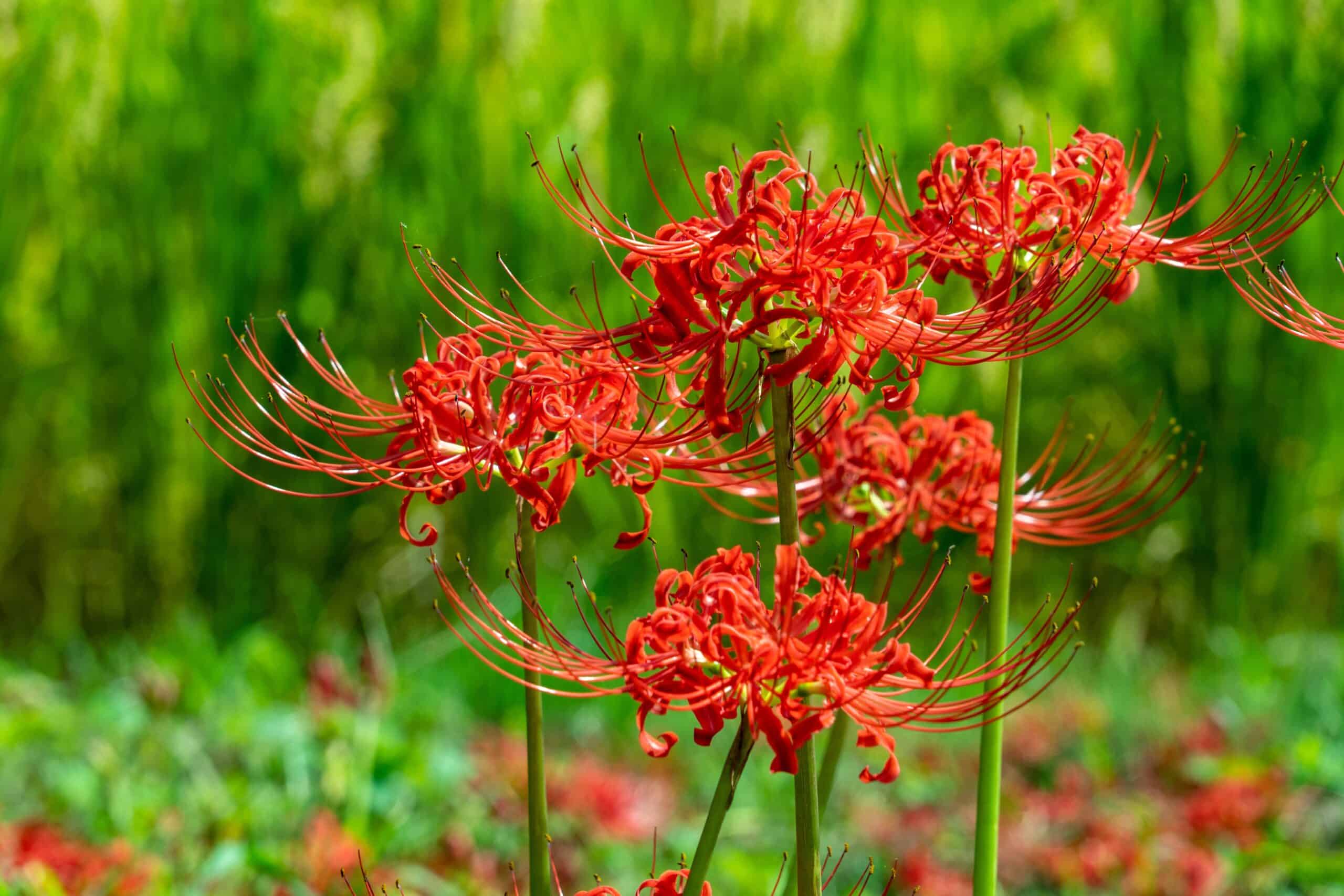 Lycoris radiata (Red Spider Lily)