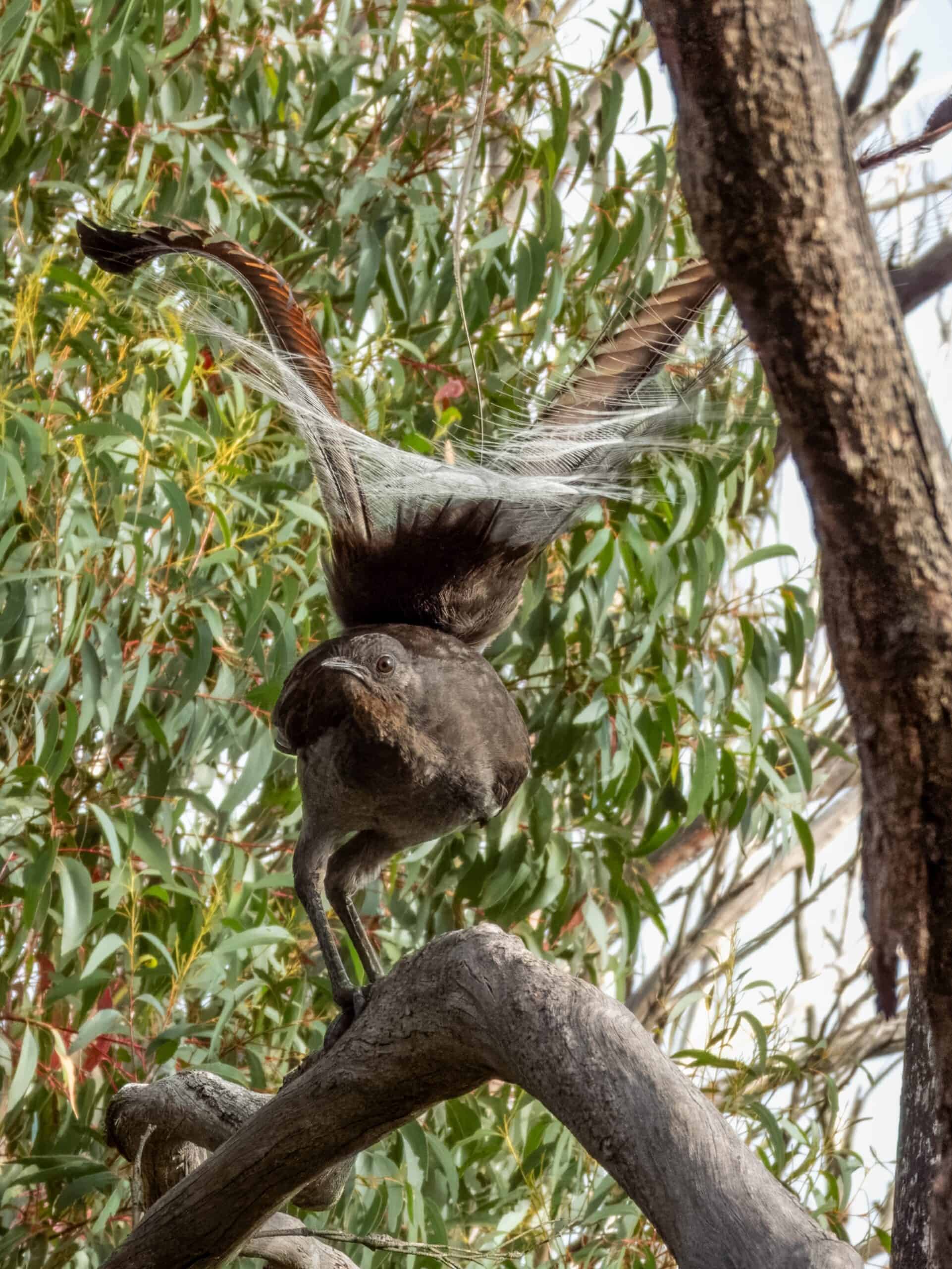 Lyrebird