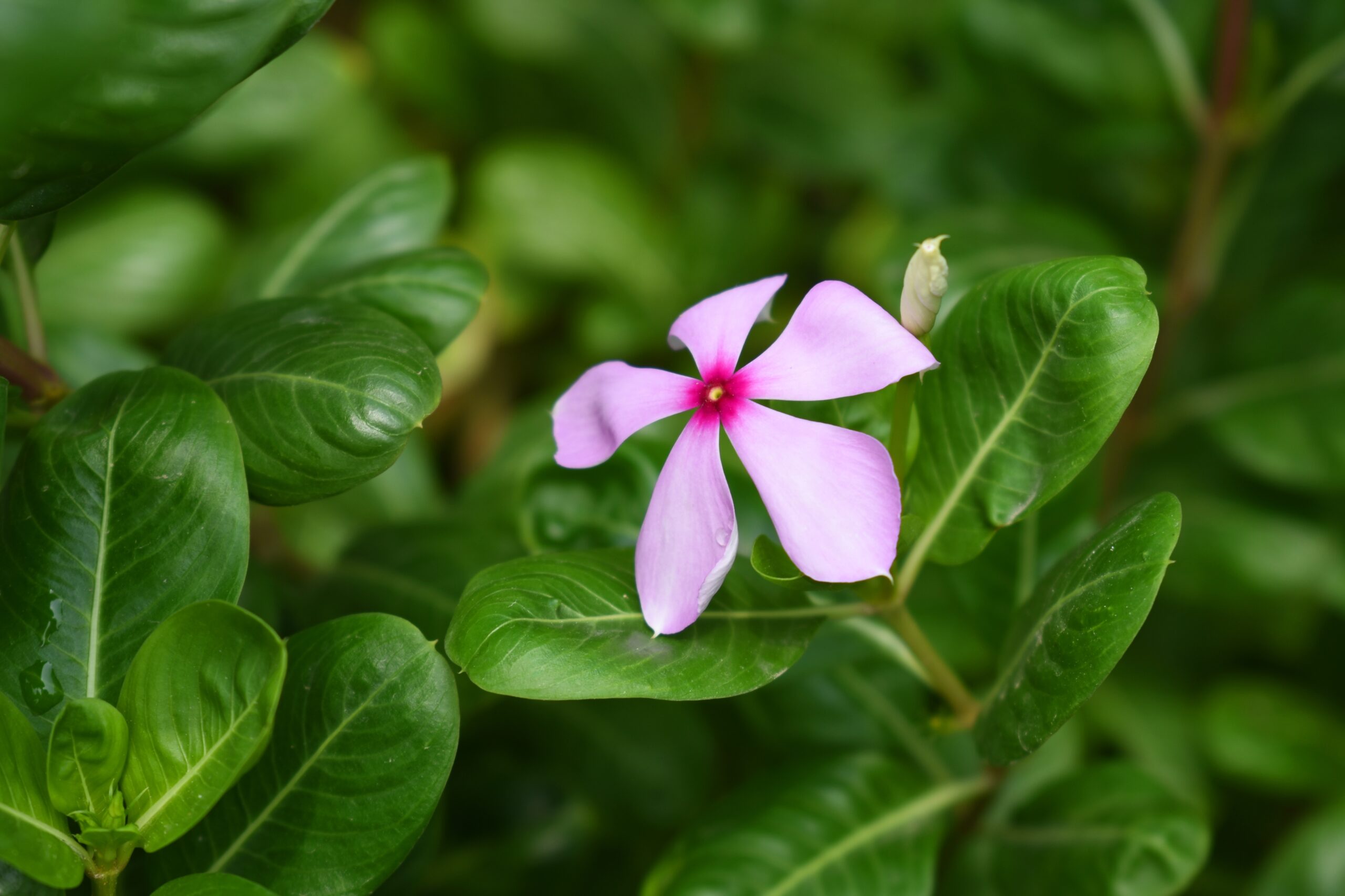 Madagascar Periwinkle (Catharanthus roseus)