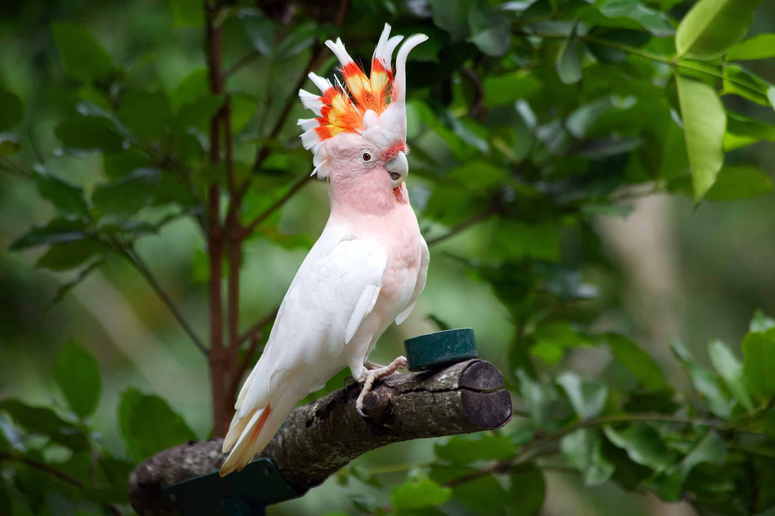 Major Mitchell’s Cockatoo