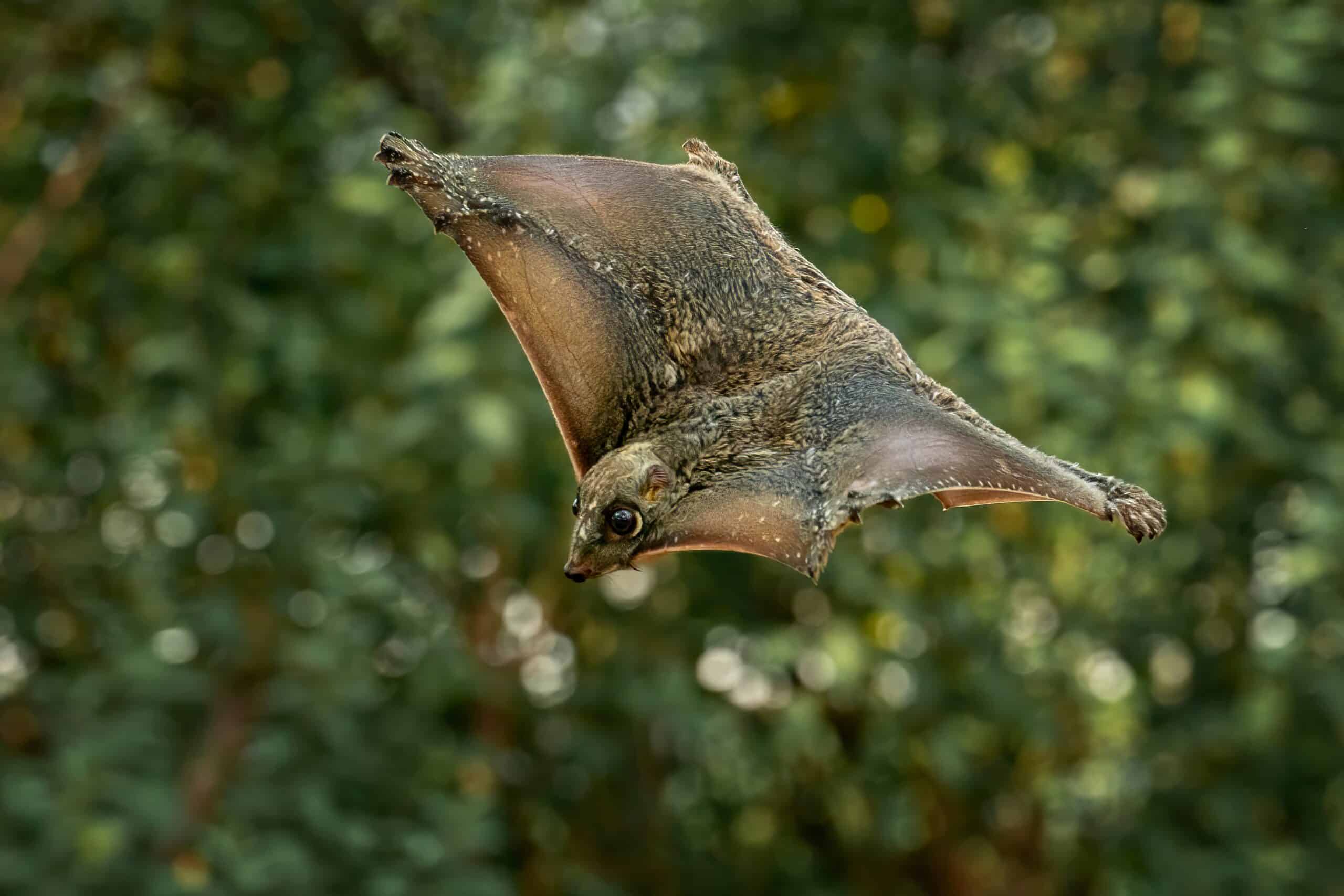 Malayan Colugo (Flying Lemur)