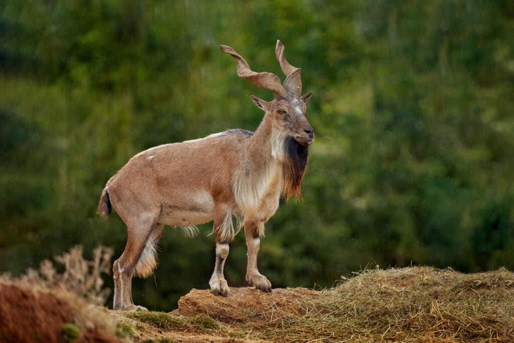 Markhor in Pakistan