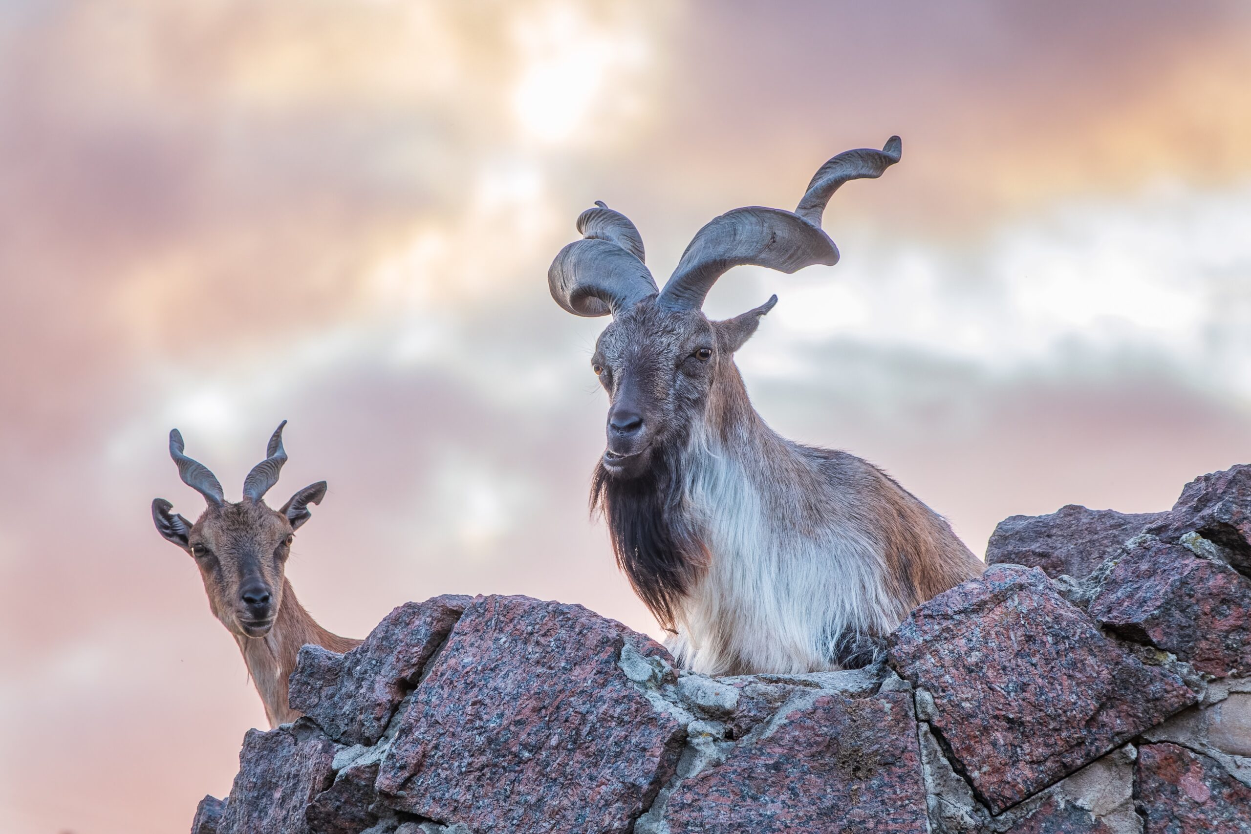 Markhor