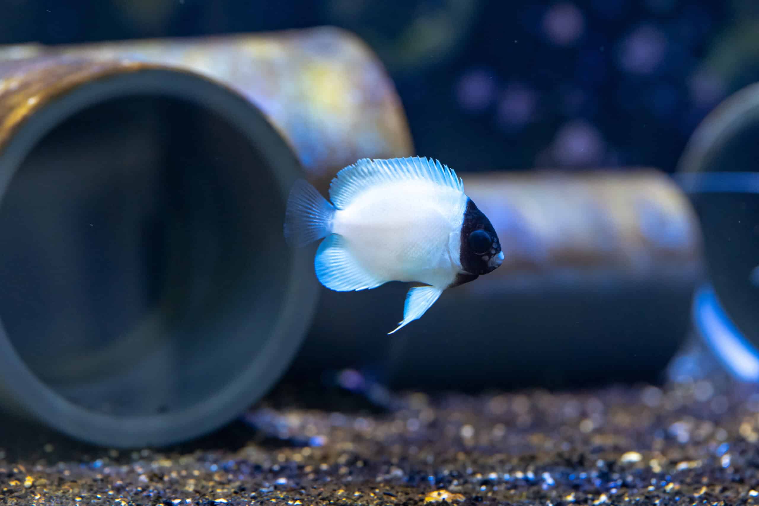 Masked Angelfish