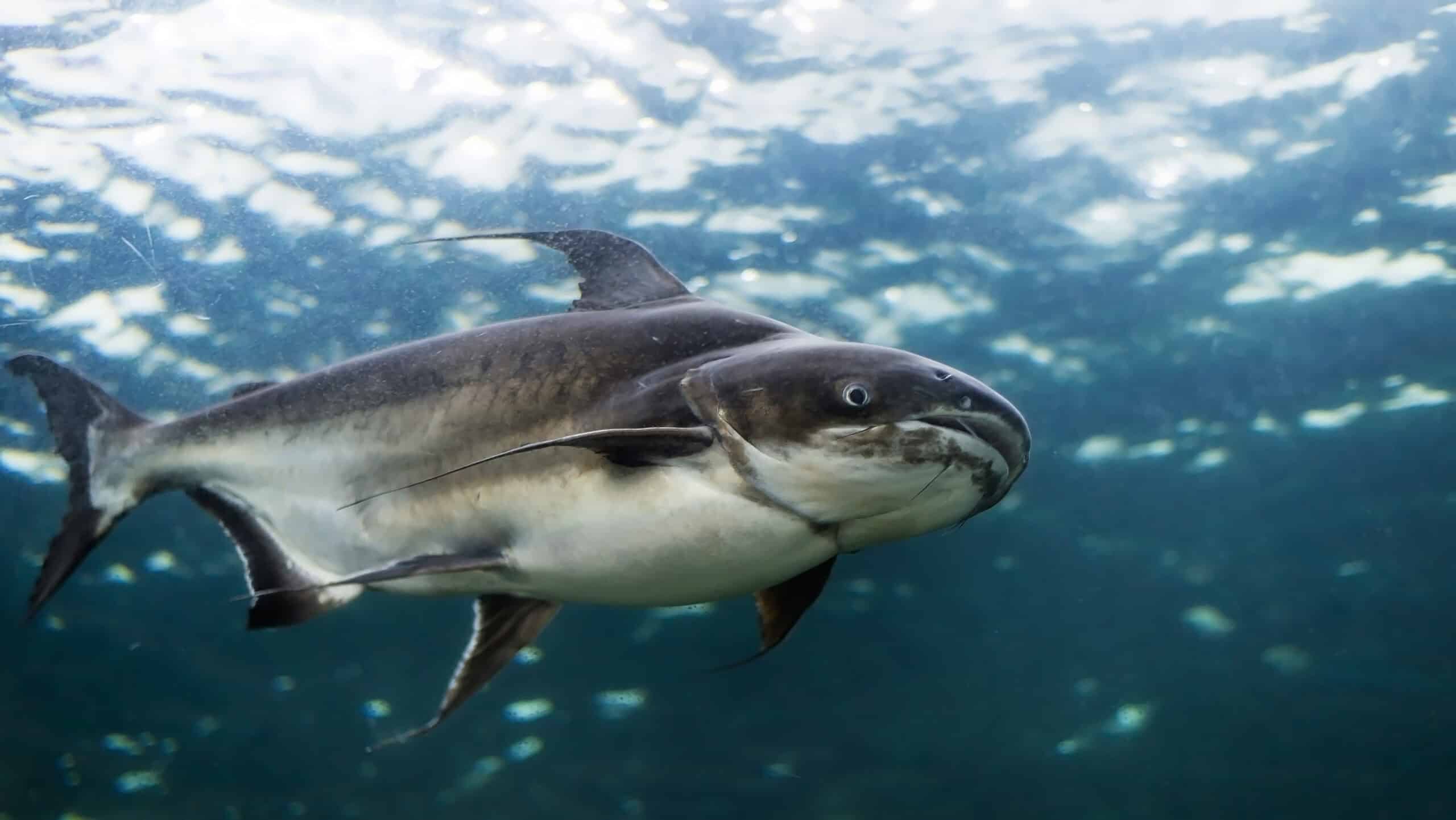 Mekong Giant Catfish