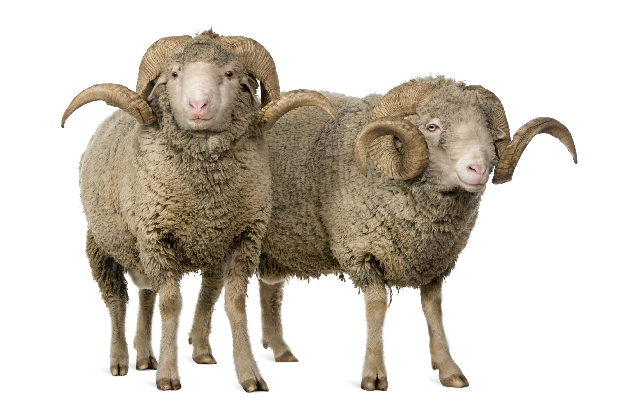 Merino Sheep