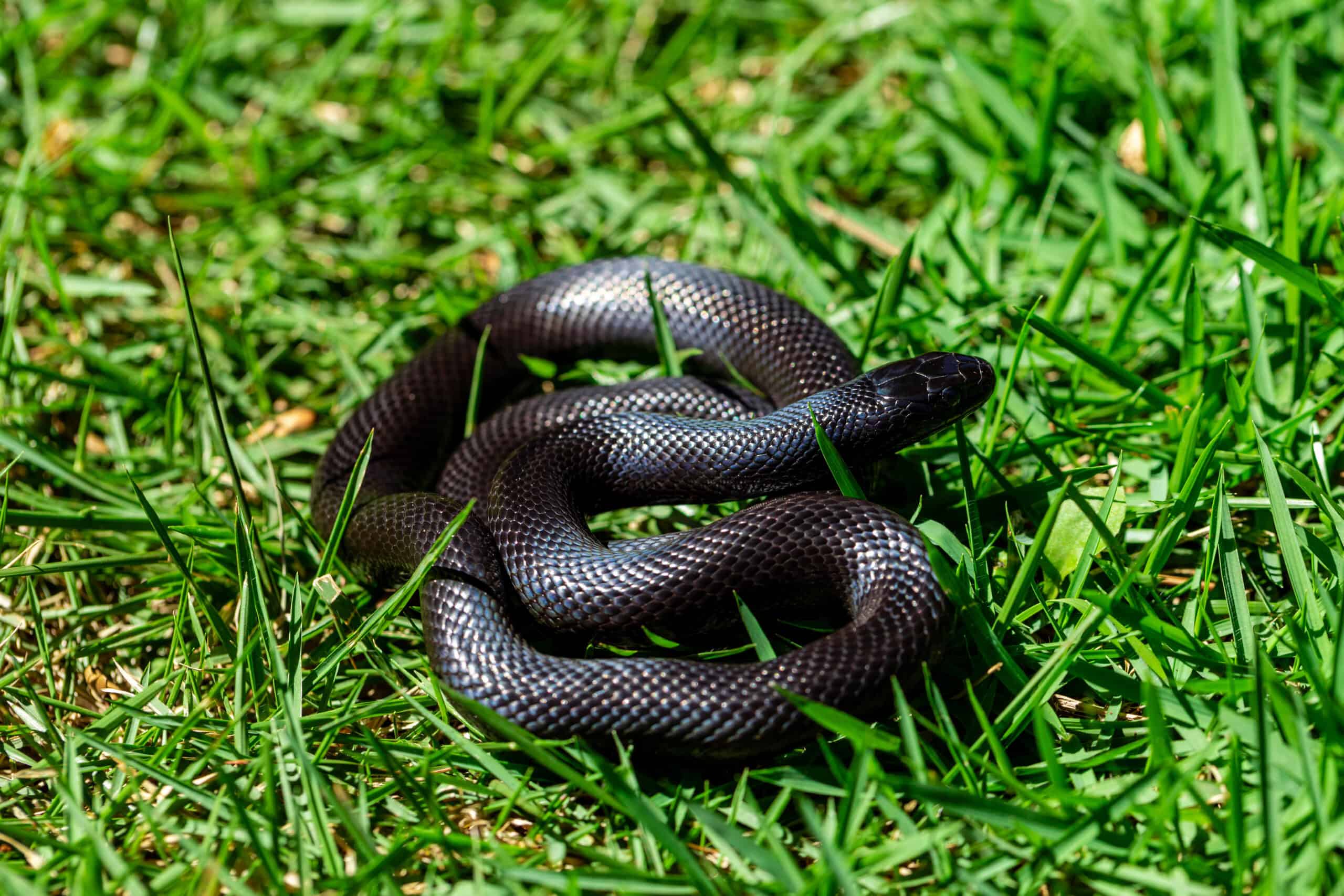 Mexican Black Kingsnake (Lampropeltis getula nigrita)