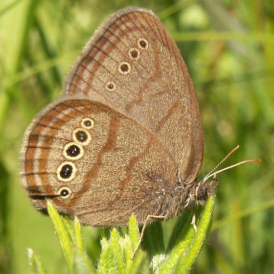 Mitchell's Satyr Butterfly