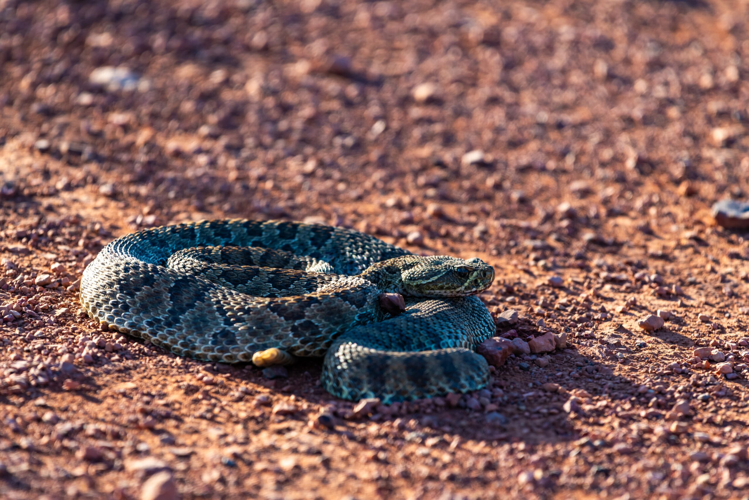 Mojave Rattlesnake (Crotalus scutulatus)