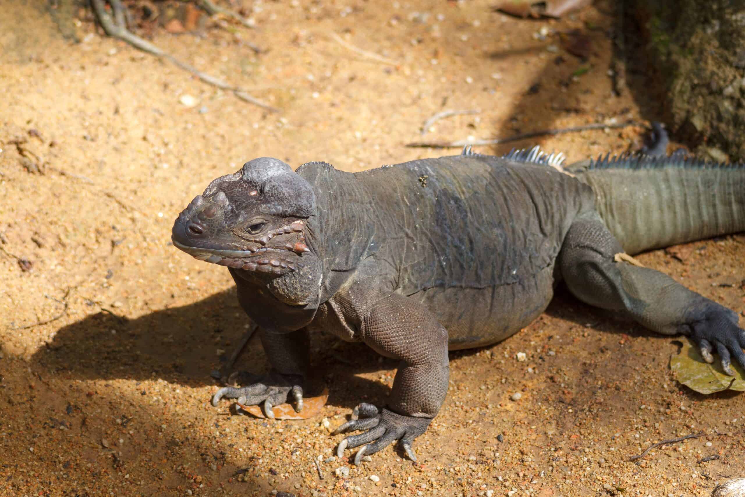 Mona Ground Iguana