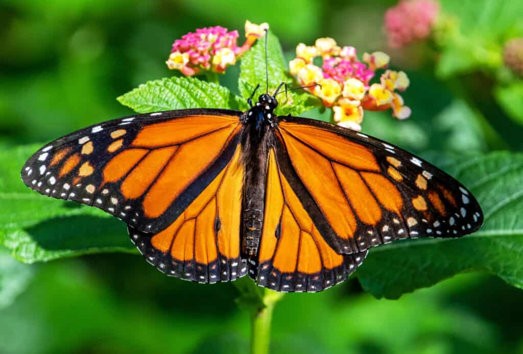 Monarch Butterfly