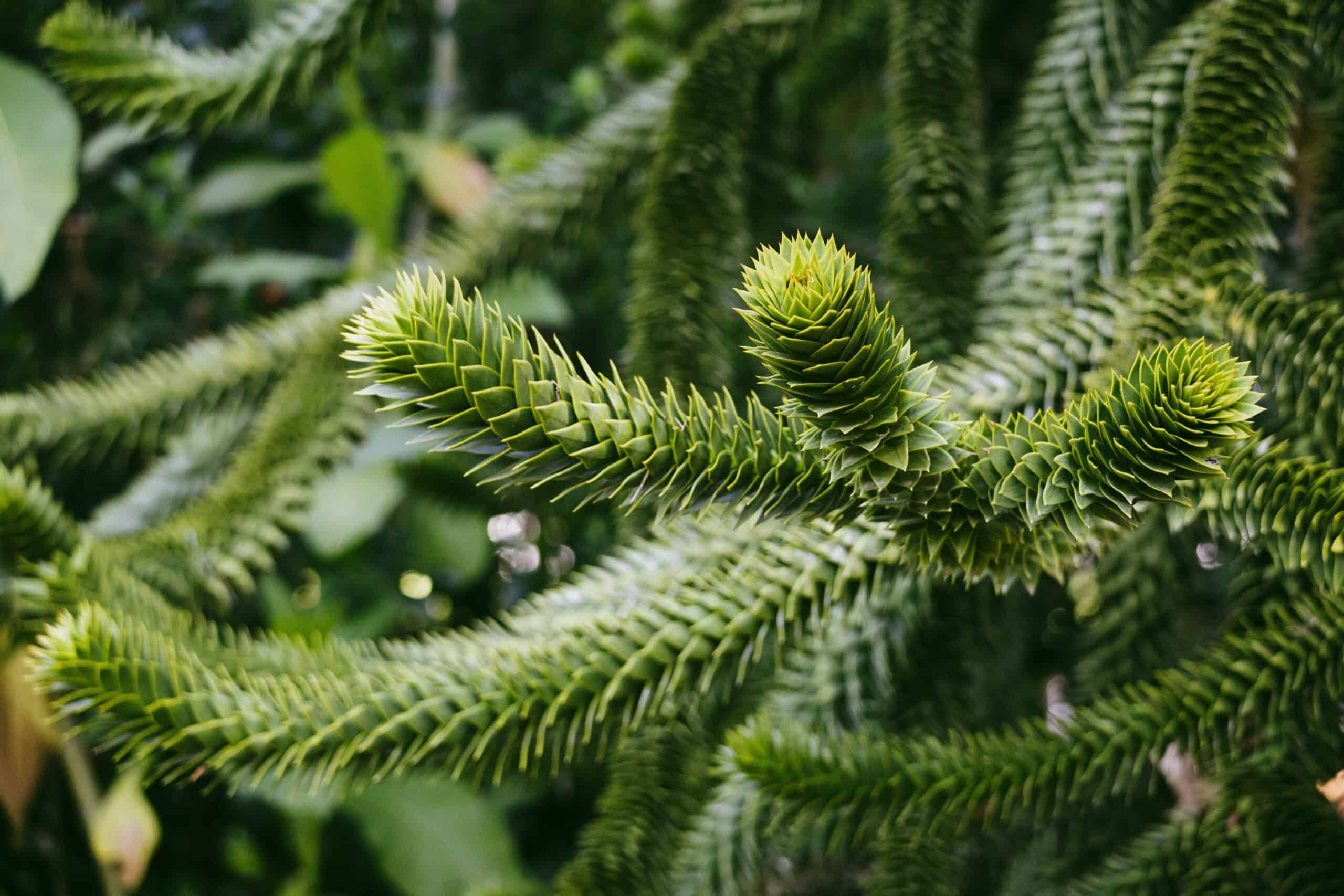 Monkey Puzzle Tree (Araucaria araucana)