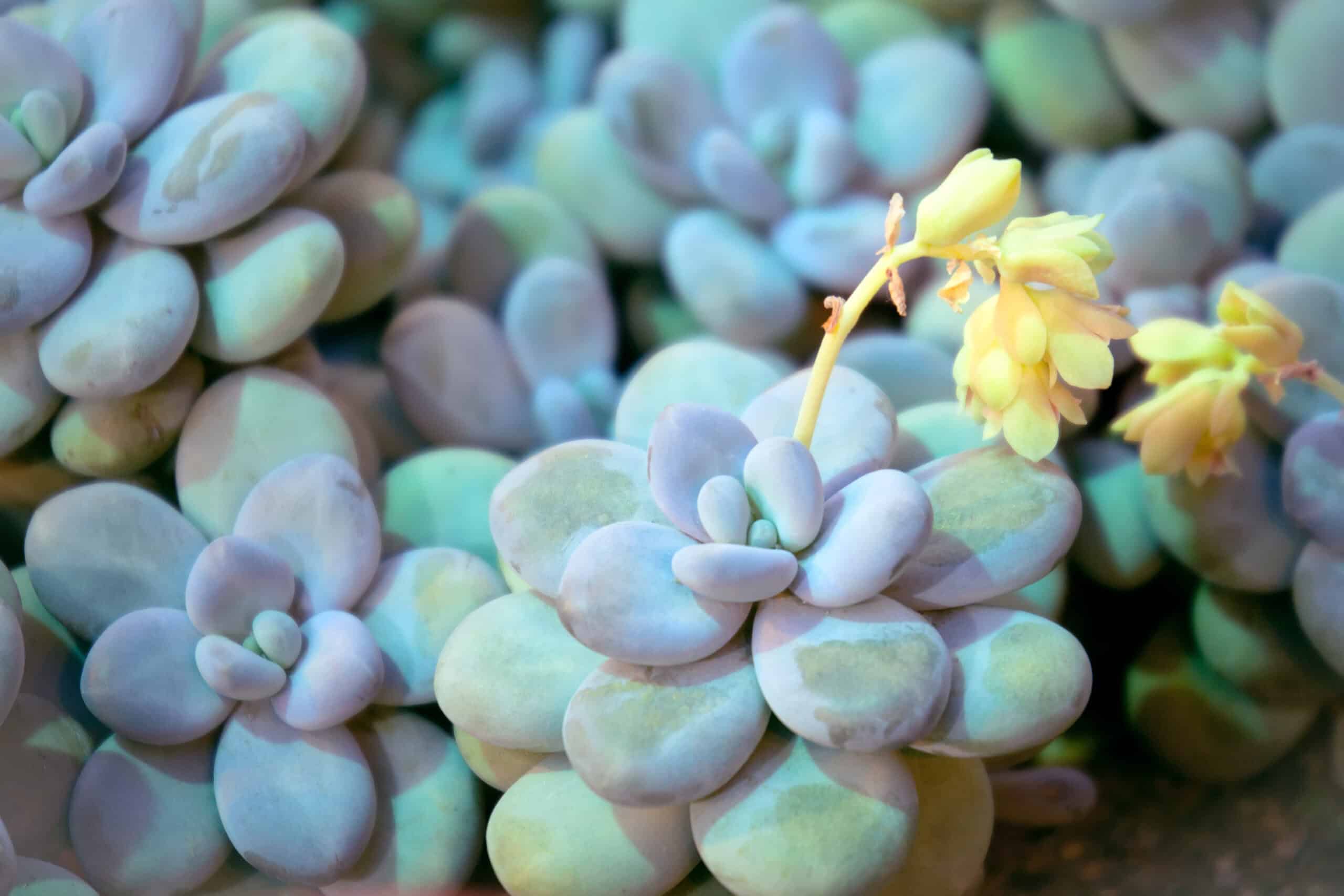 Moonstones (Pachyphytum oviferum)