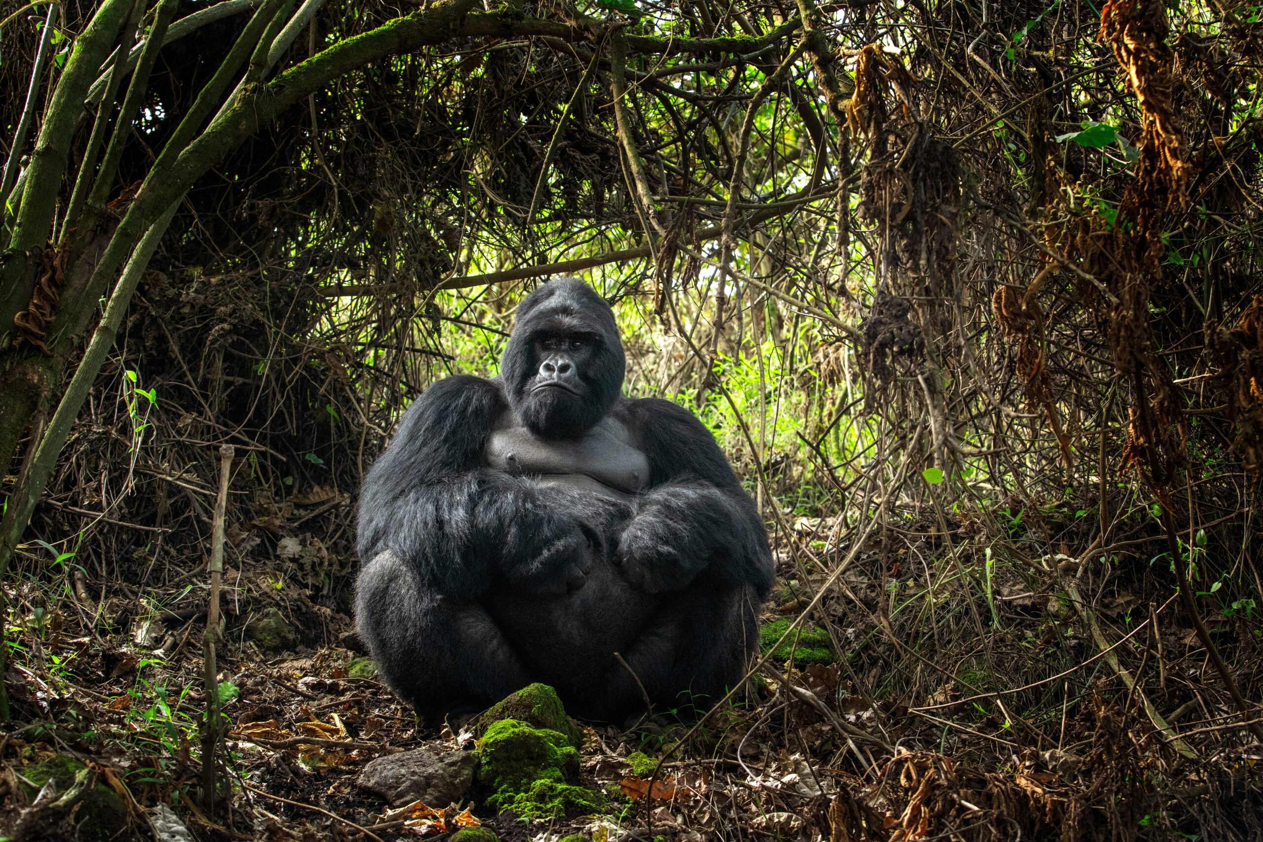 Mountain Gorilla in Uganda