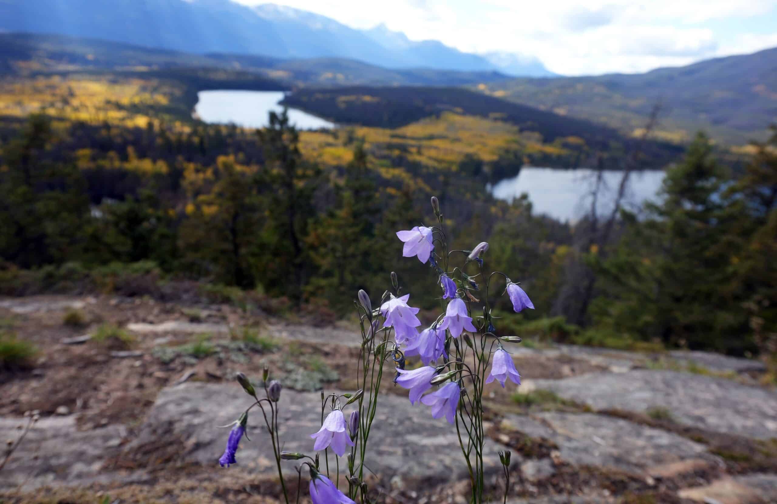 Mountain Harebell