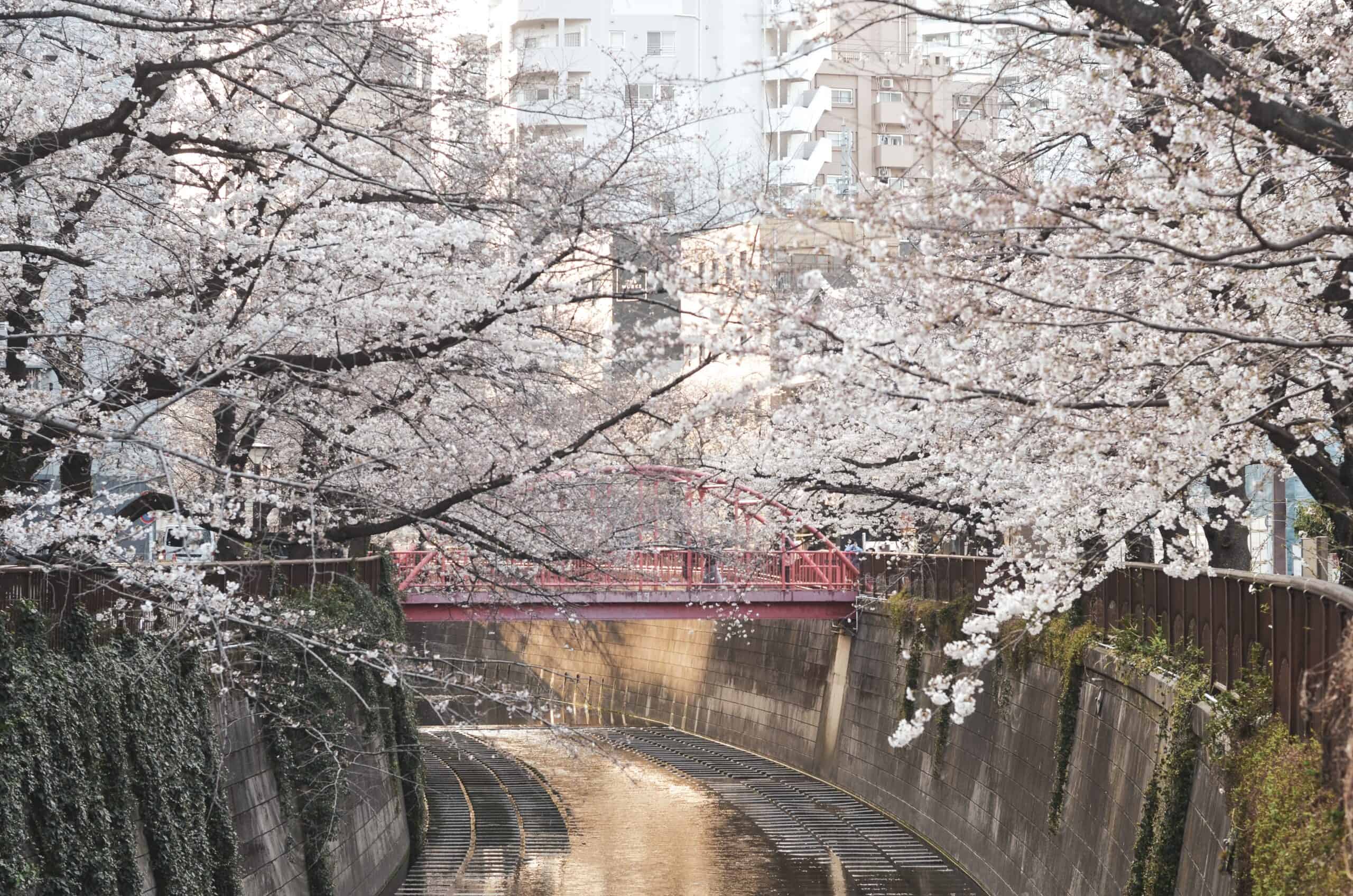 Naka-Meguro - Tokyo, Japan