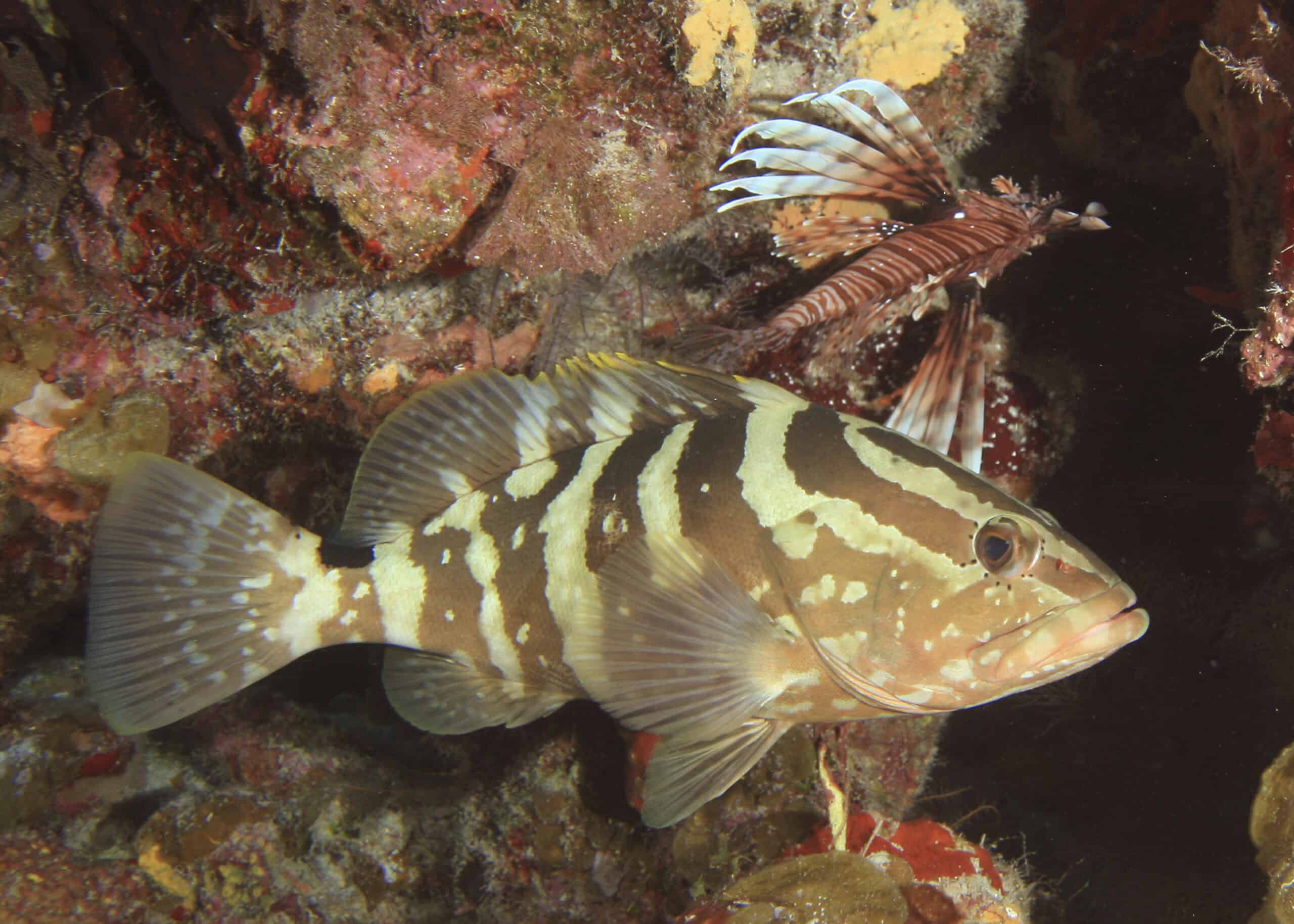 Nassau Grouper