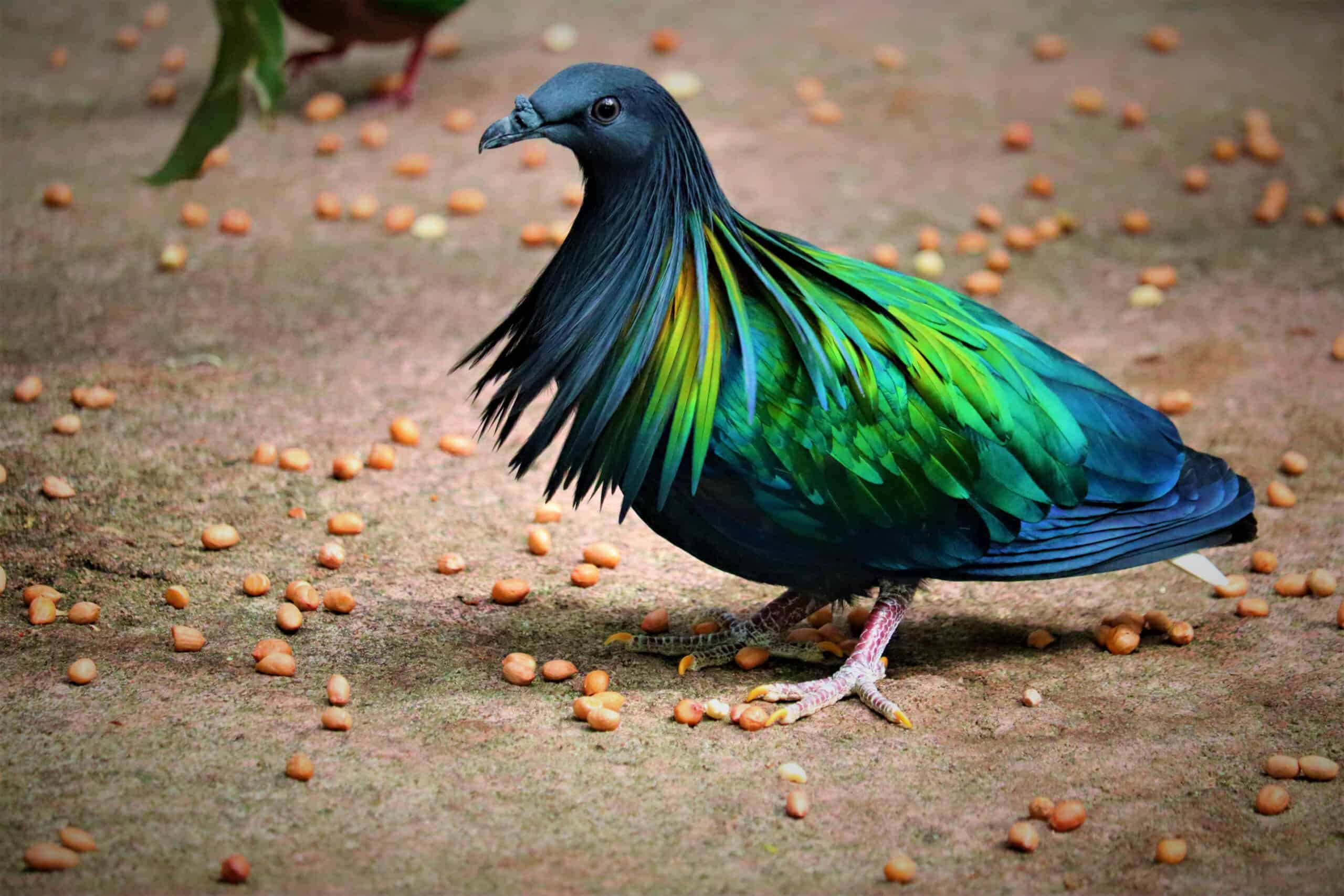 Nicobar Pigeon