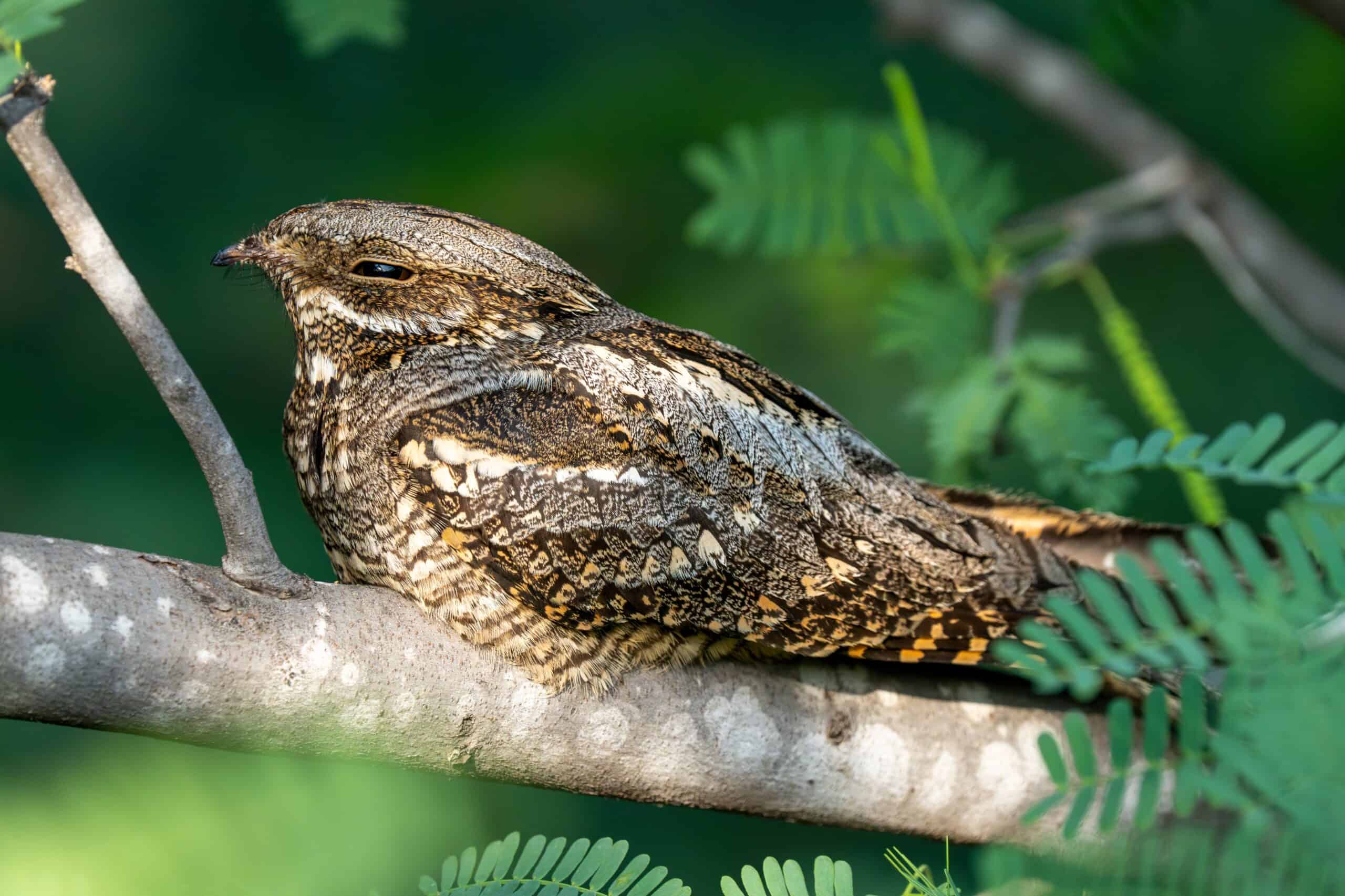 Nightjar