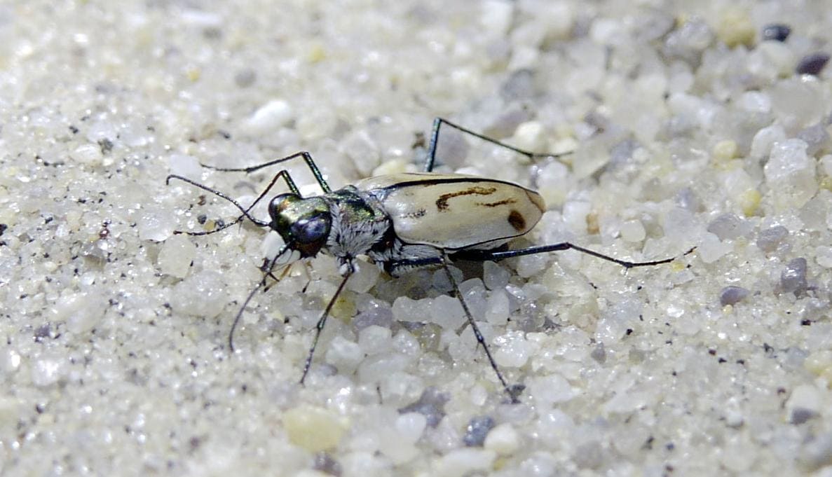 Northeastern Beach Tiger Beetle