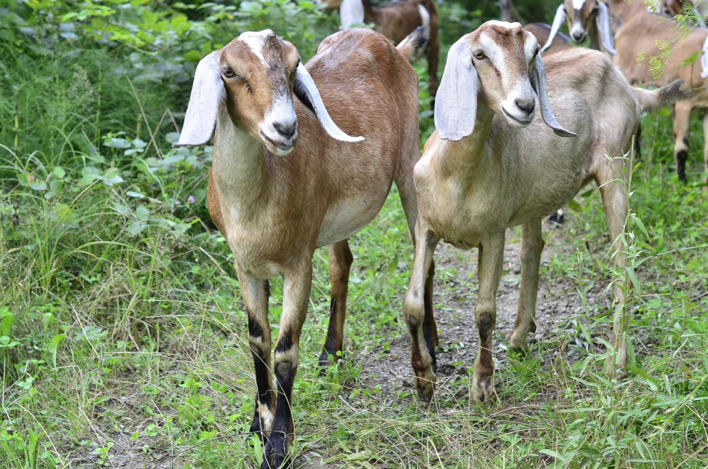 Nubian Goats