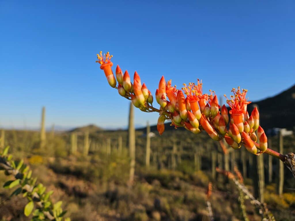 Ocotillo flowers