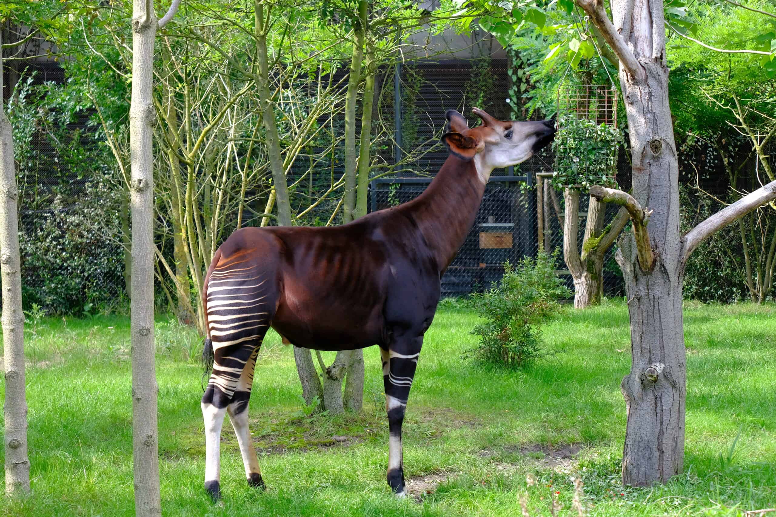 Okapi