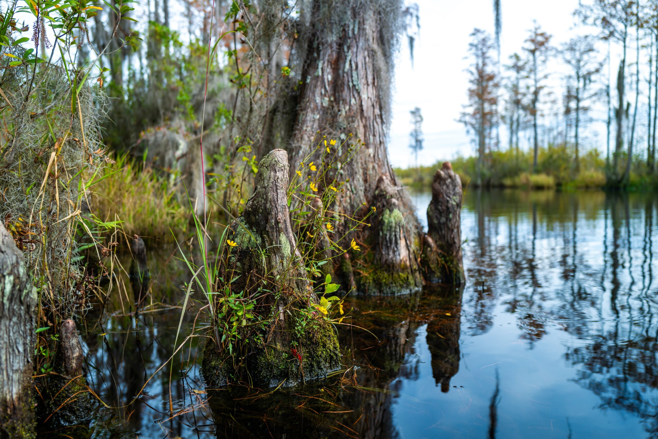 Okefenokee Swamp, Georgia, USA