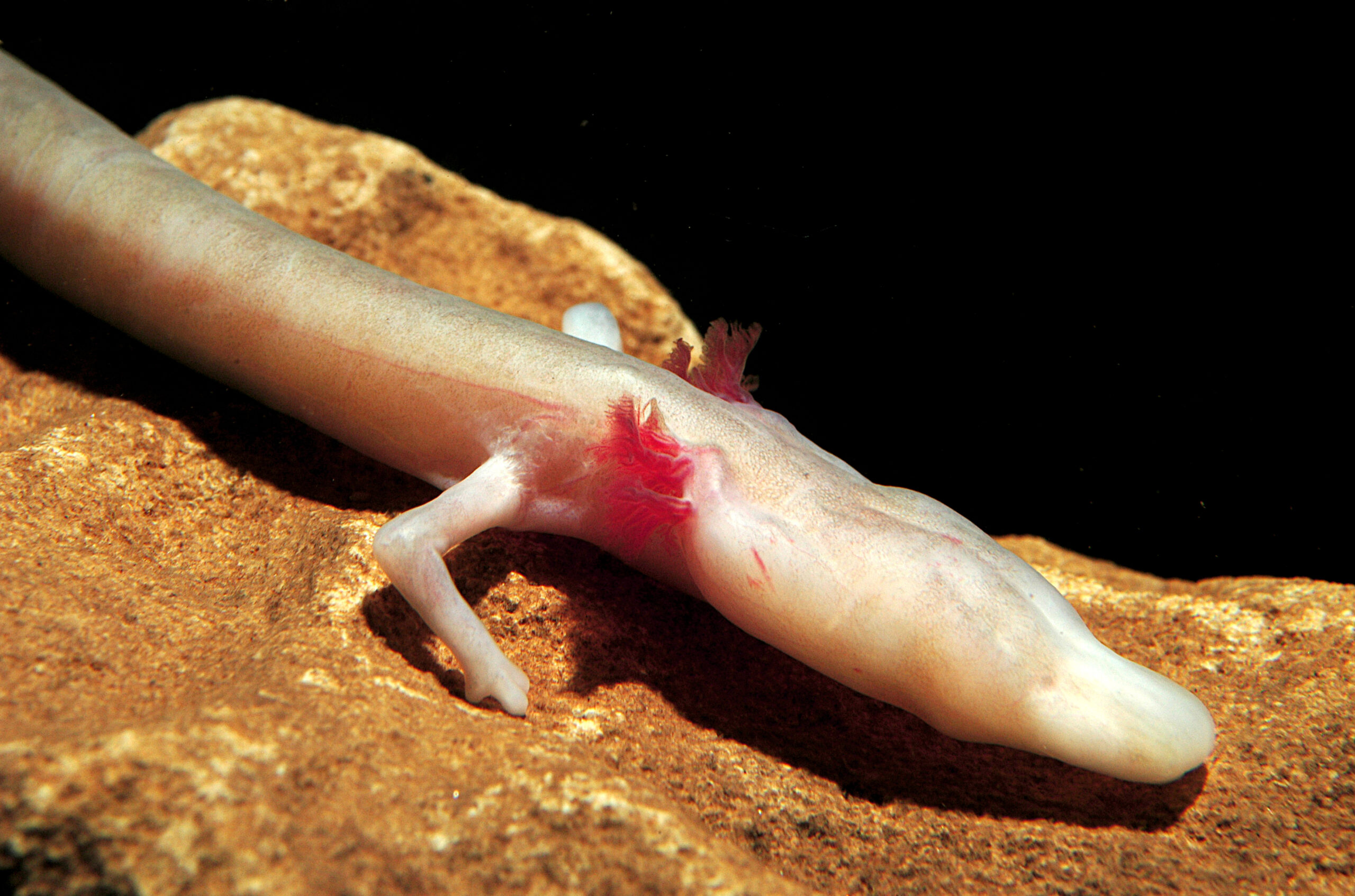 Olm (Proteus anguinus)