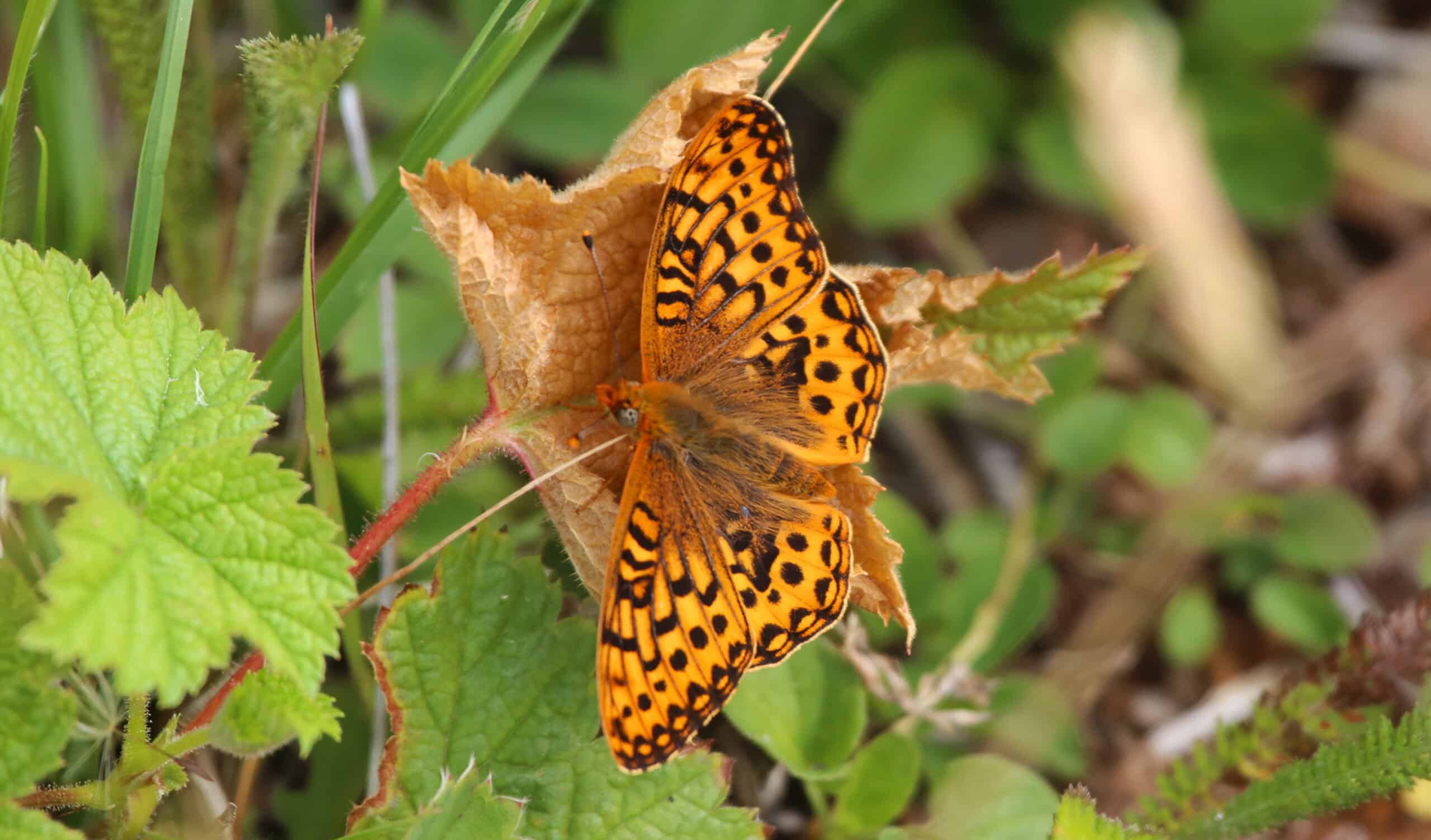 Oregon Silverspot Butterfly